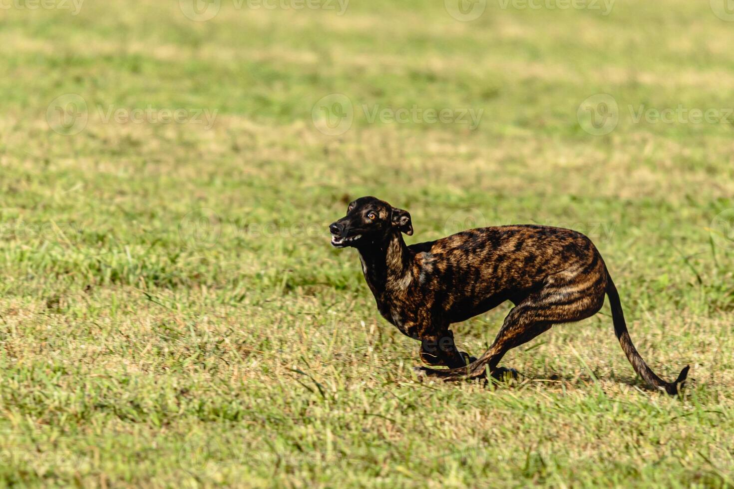Greyhound dog running and chasing lure on field photo