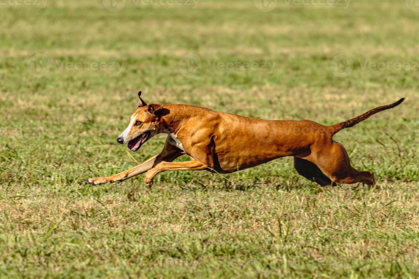 Greyhound dog running and chasing lure on field photo