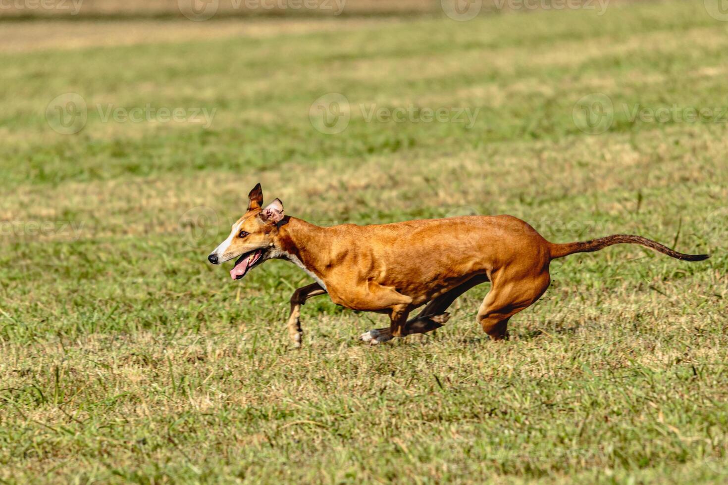 Greyhound dog running and chasing lure on field photo