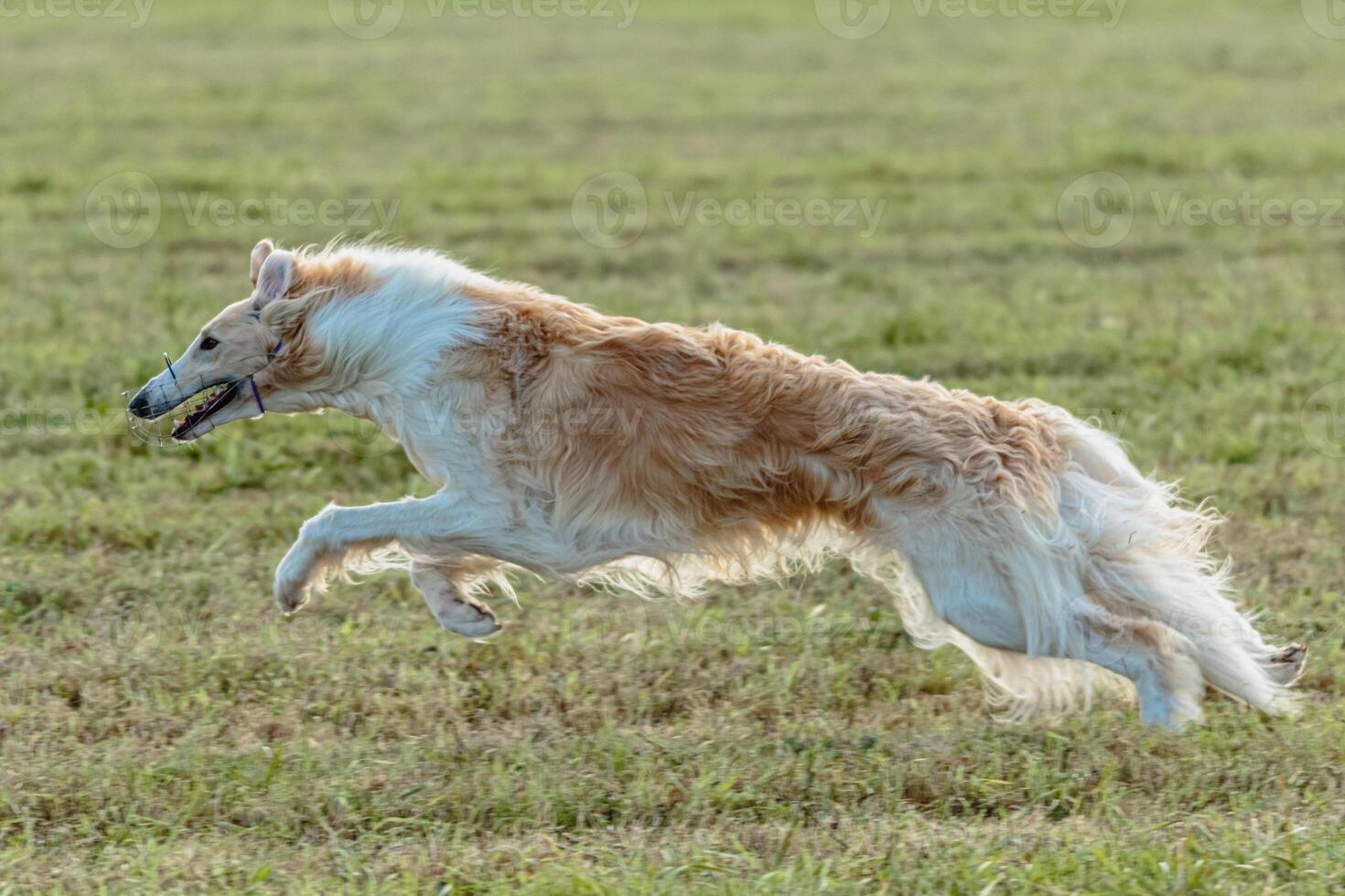 Borzoi dog running and chasing lure on field photo