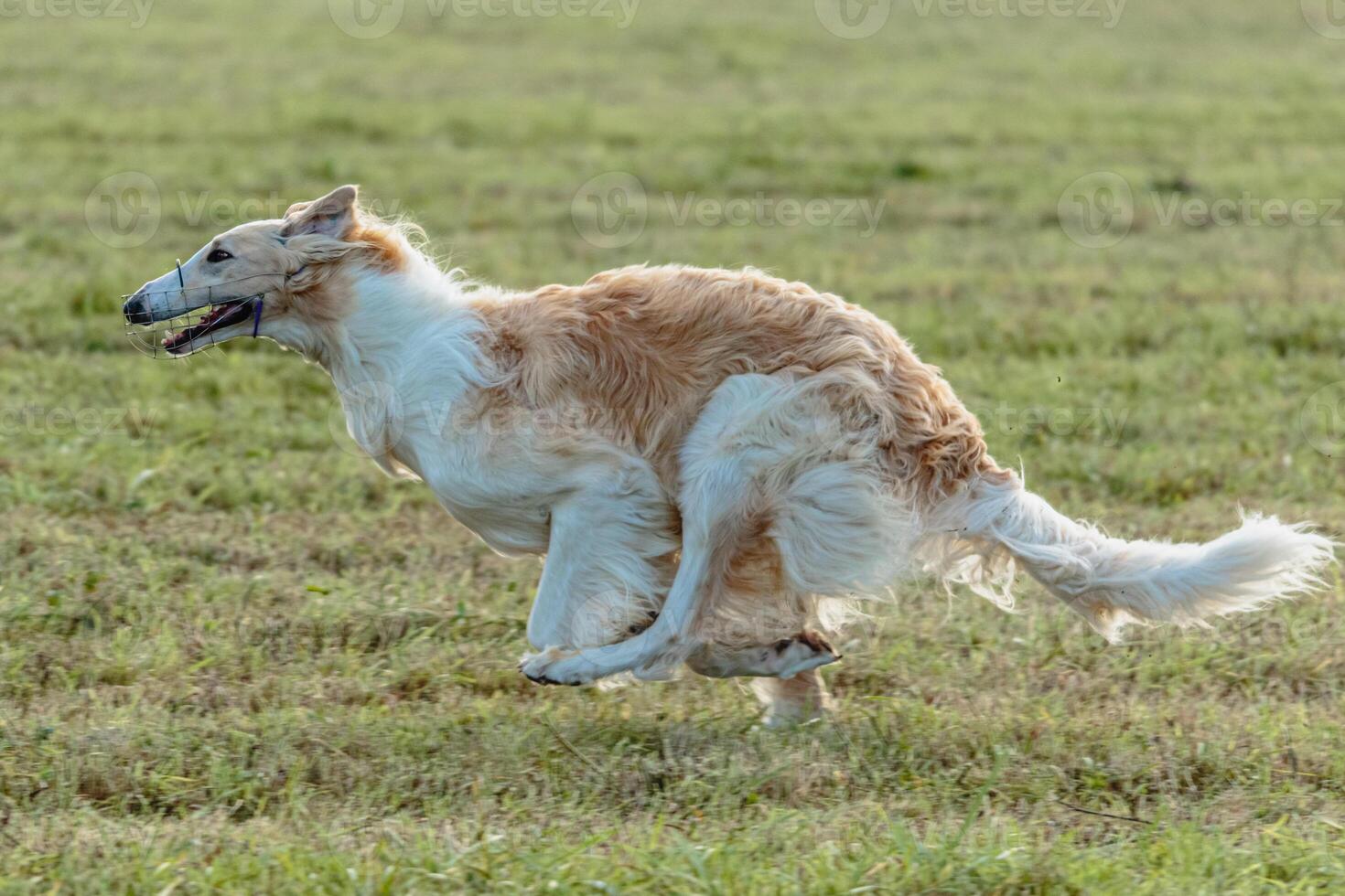 Borzoi dog running and chasing lure on field photo