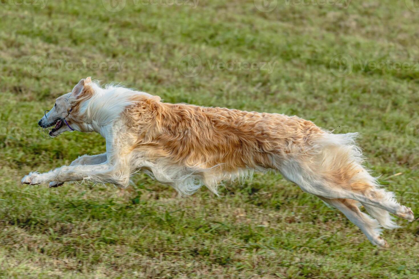 Borzoi dog running and chasing lure on field photo