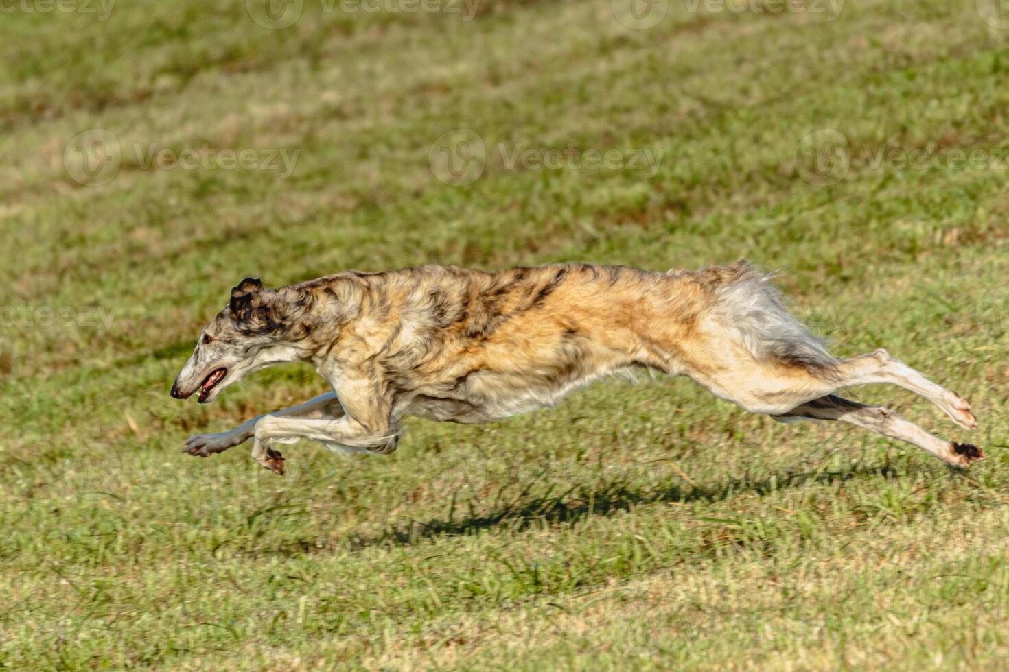 Borzoi dog running and chasing lure on field photo
