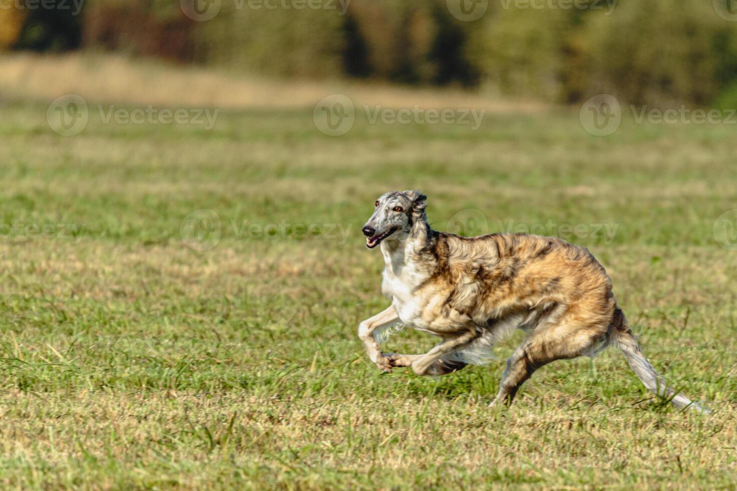 Borzoi dog running and chasing lure on field photo