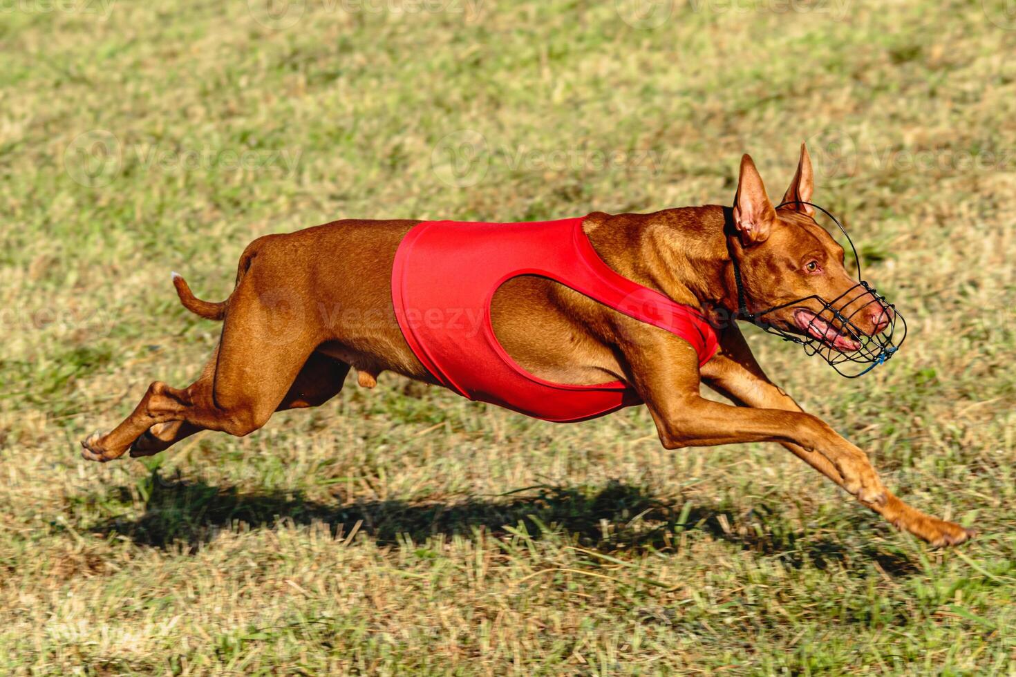 Pharaoh Hound dog running in red jacket on coursing field photo