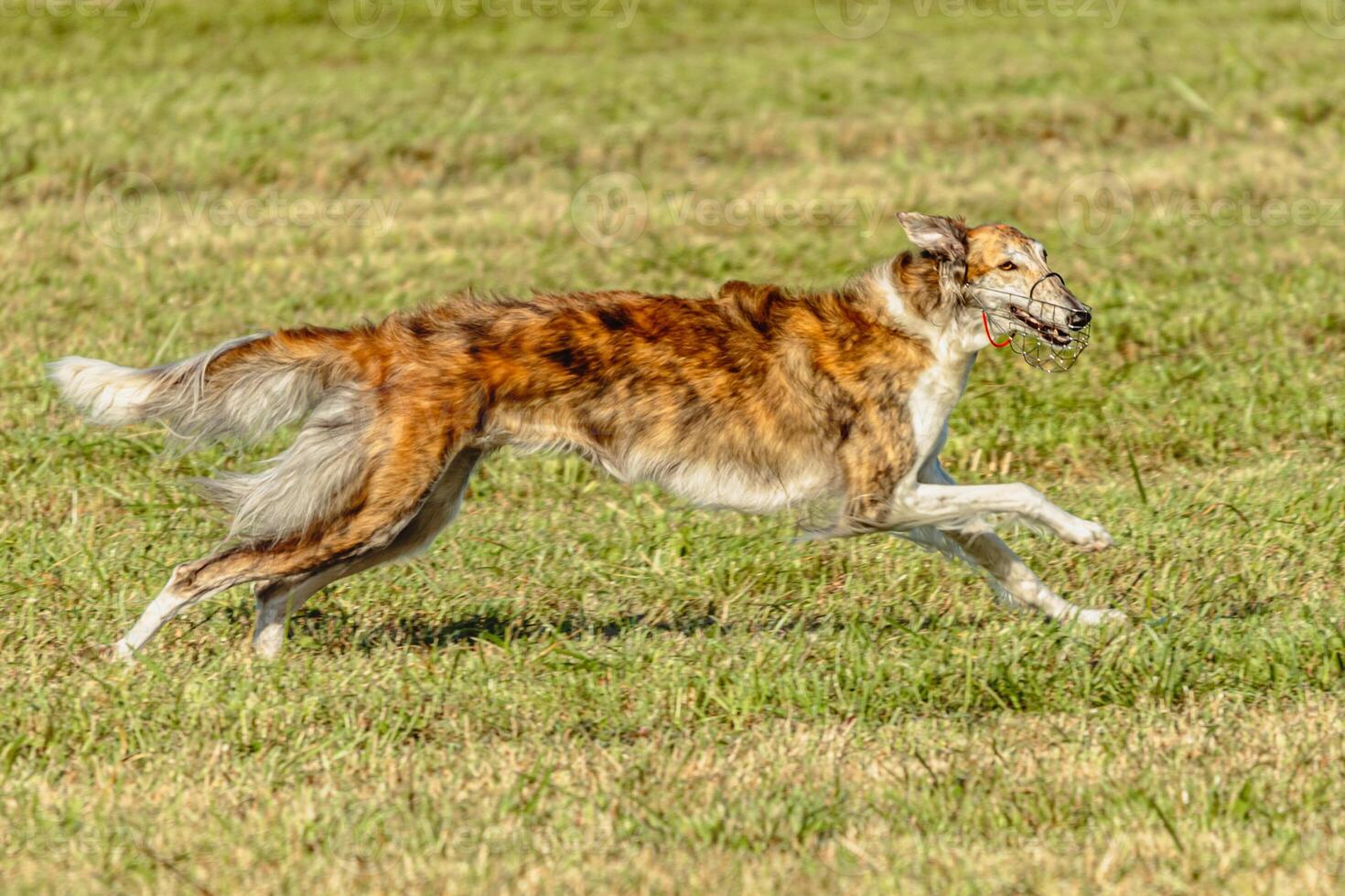 Borzoi dog running and chasing lure on field photo