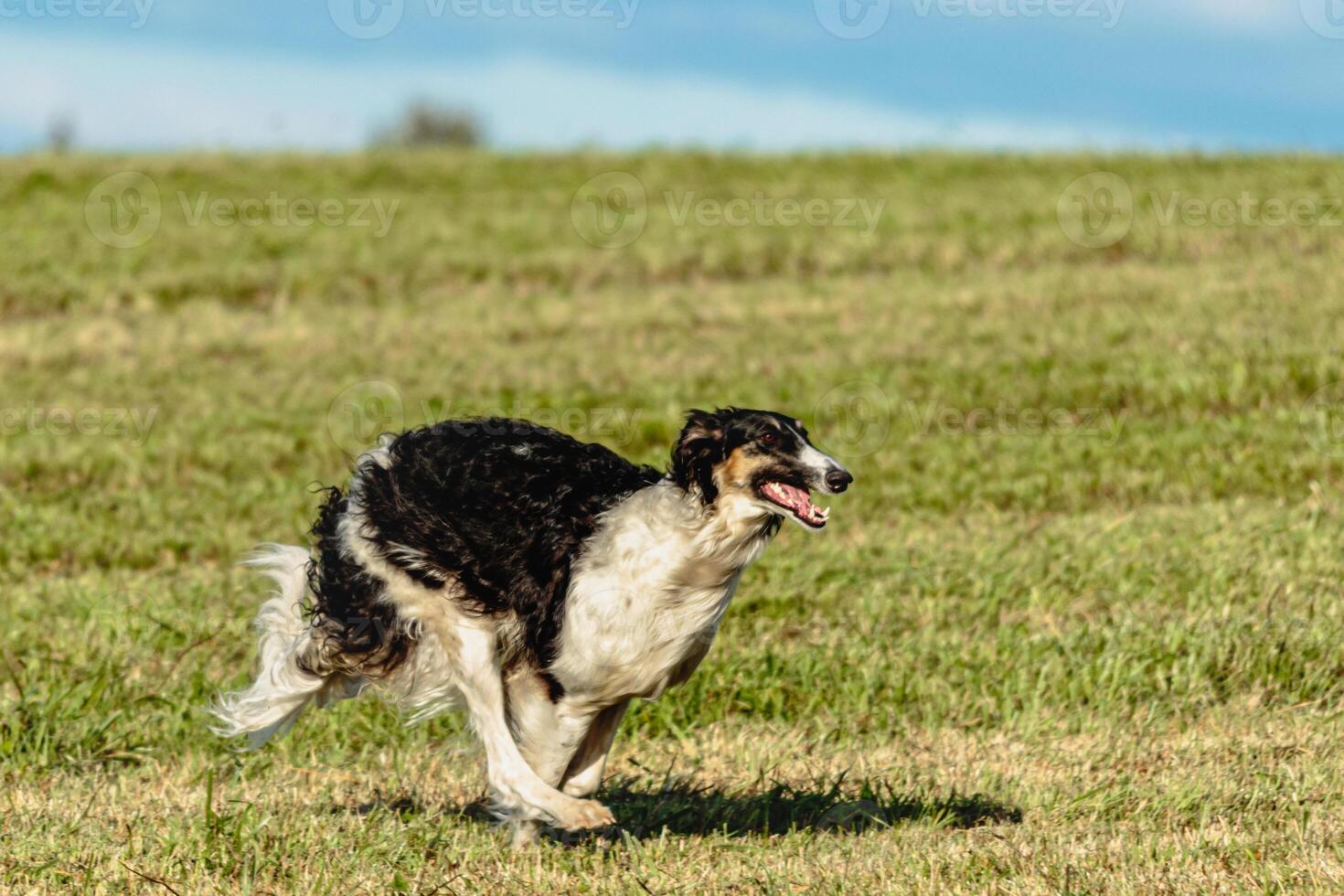 Borzoi dog running and chasing lure on field photo