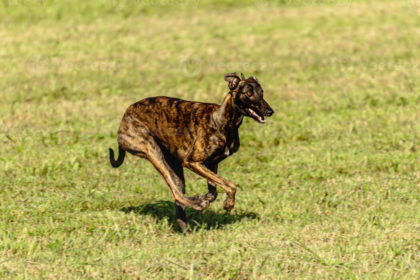 Greyhound dog running and chasing lure on field photo