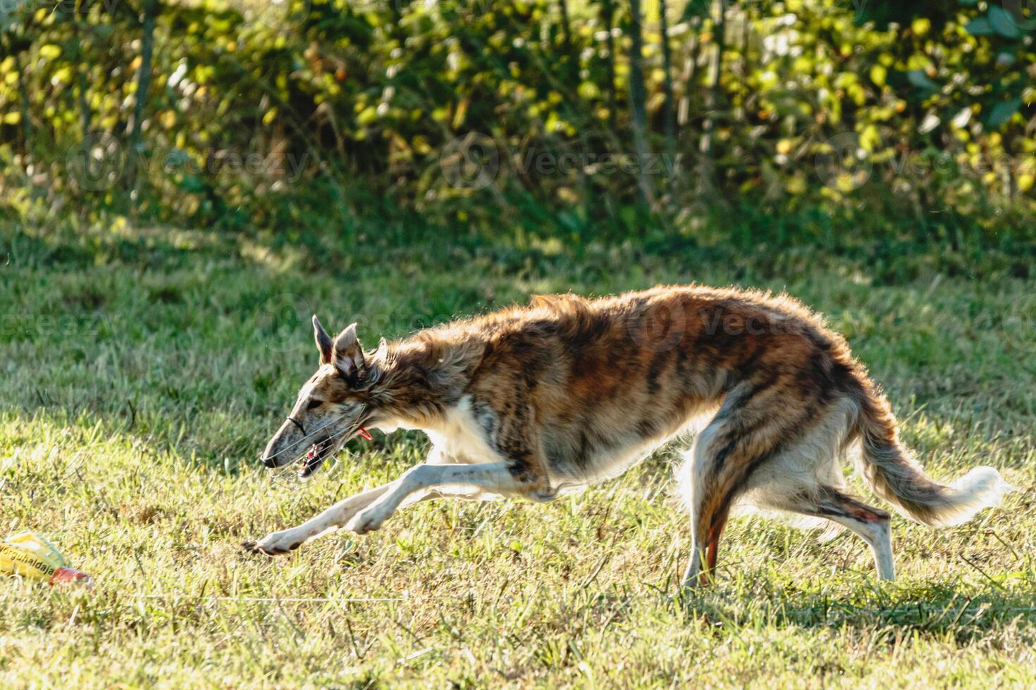Borzoi dog running and chasing lure on field photo