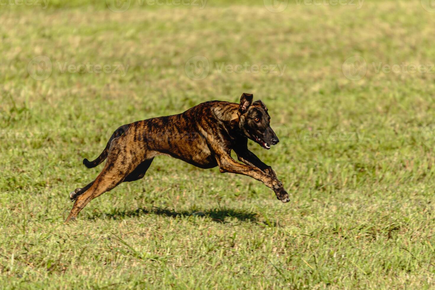 Greyhound dog running and chasing lure on field photo