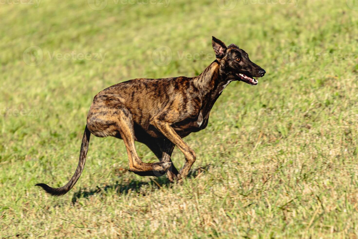 Greyhound dog running and chasing lure on field photo