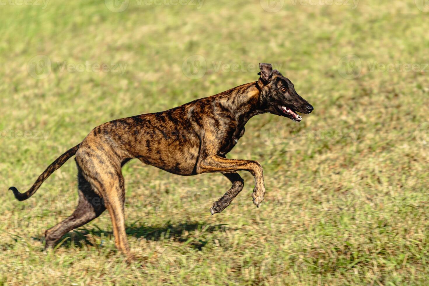 Greyhound dog running and chasing lure on field photo