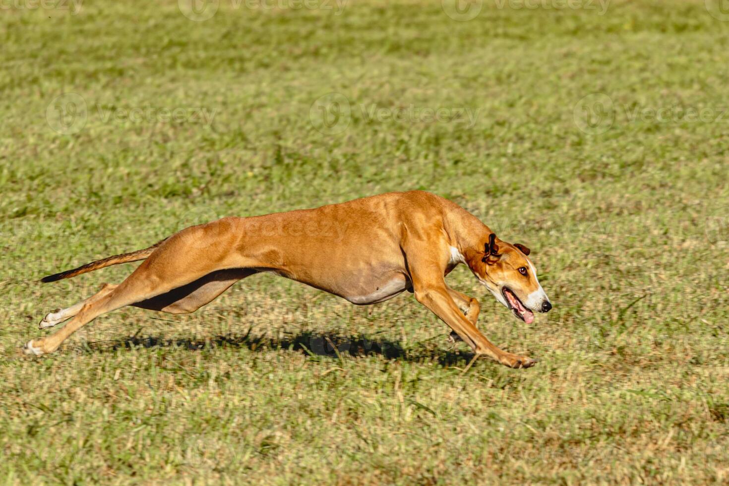 Greyhound dog running and chasing lure on field photo