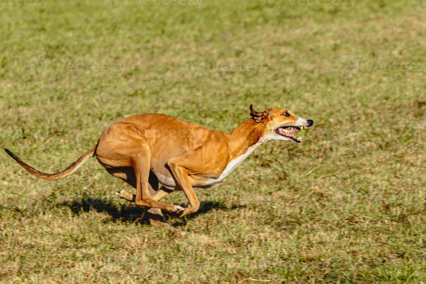 Greyhound dog running and chasing lure on field photo