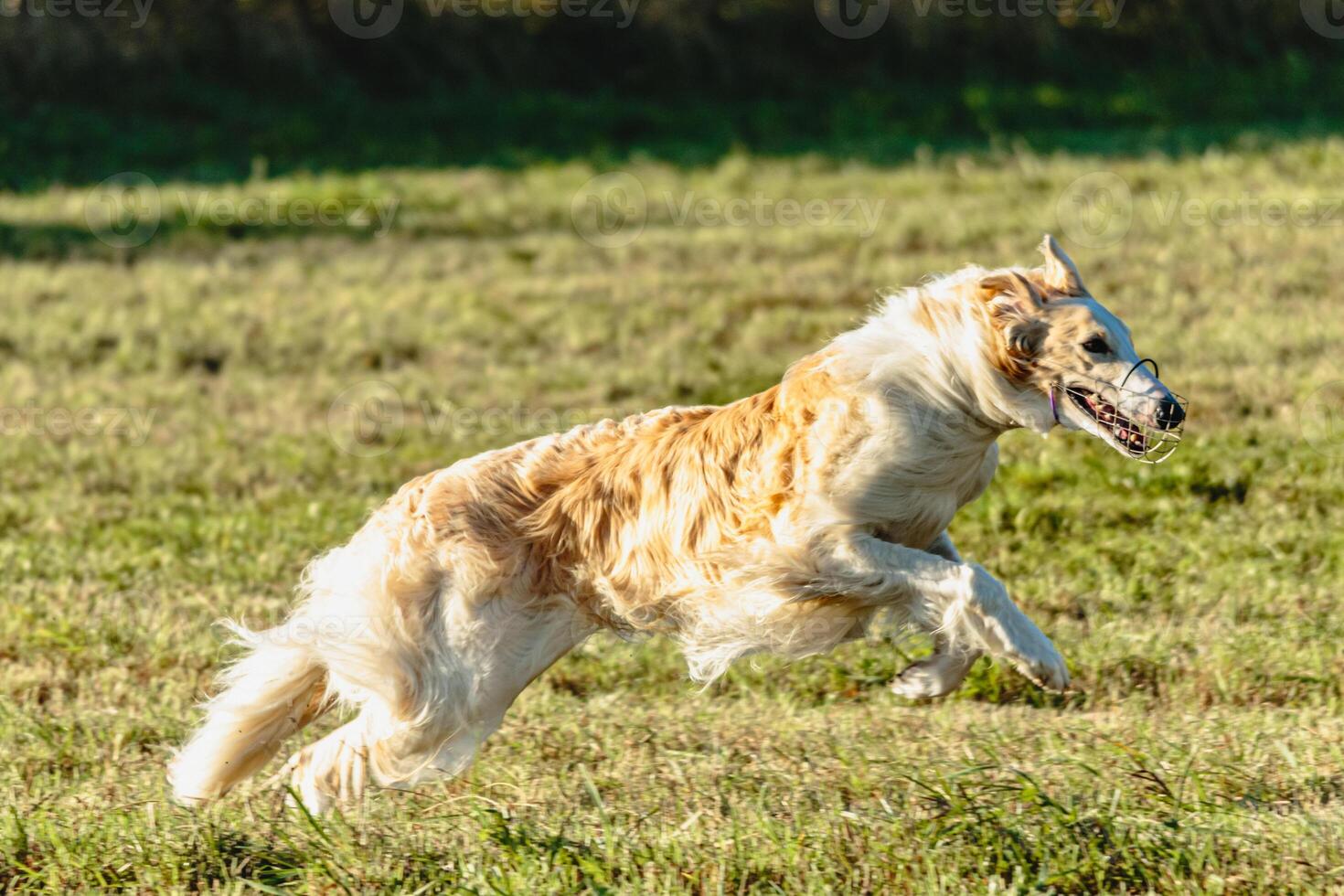 Borzoi dog running and chasing lure on field photo