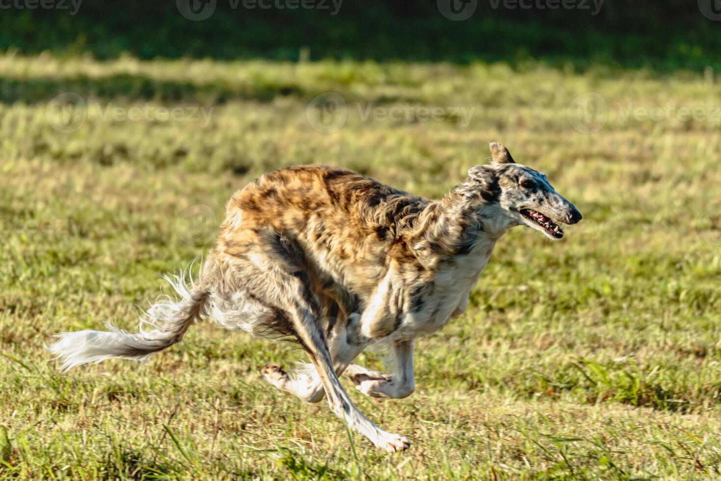 Borzoi dog running and chasing lure on field photo
