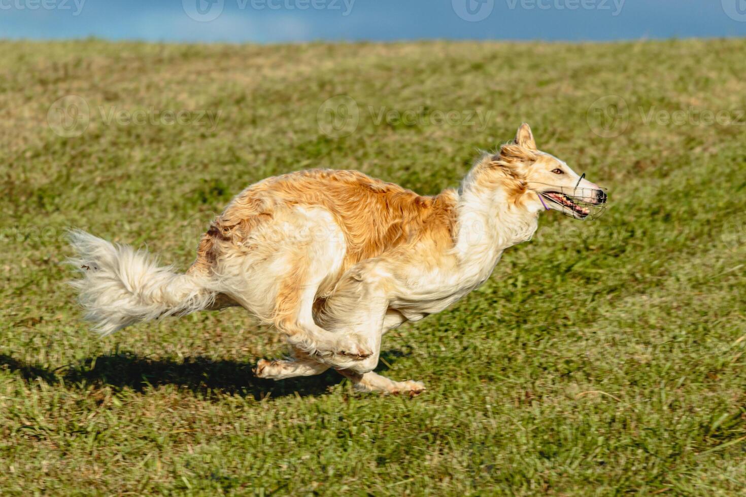 Borzoi dog running and chasing lure on field photo
