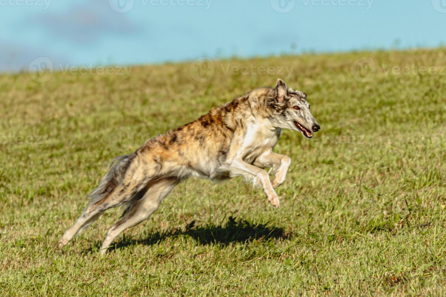 Borzoi dog running and chasing lure on field photo