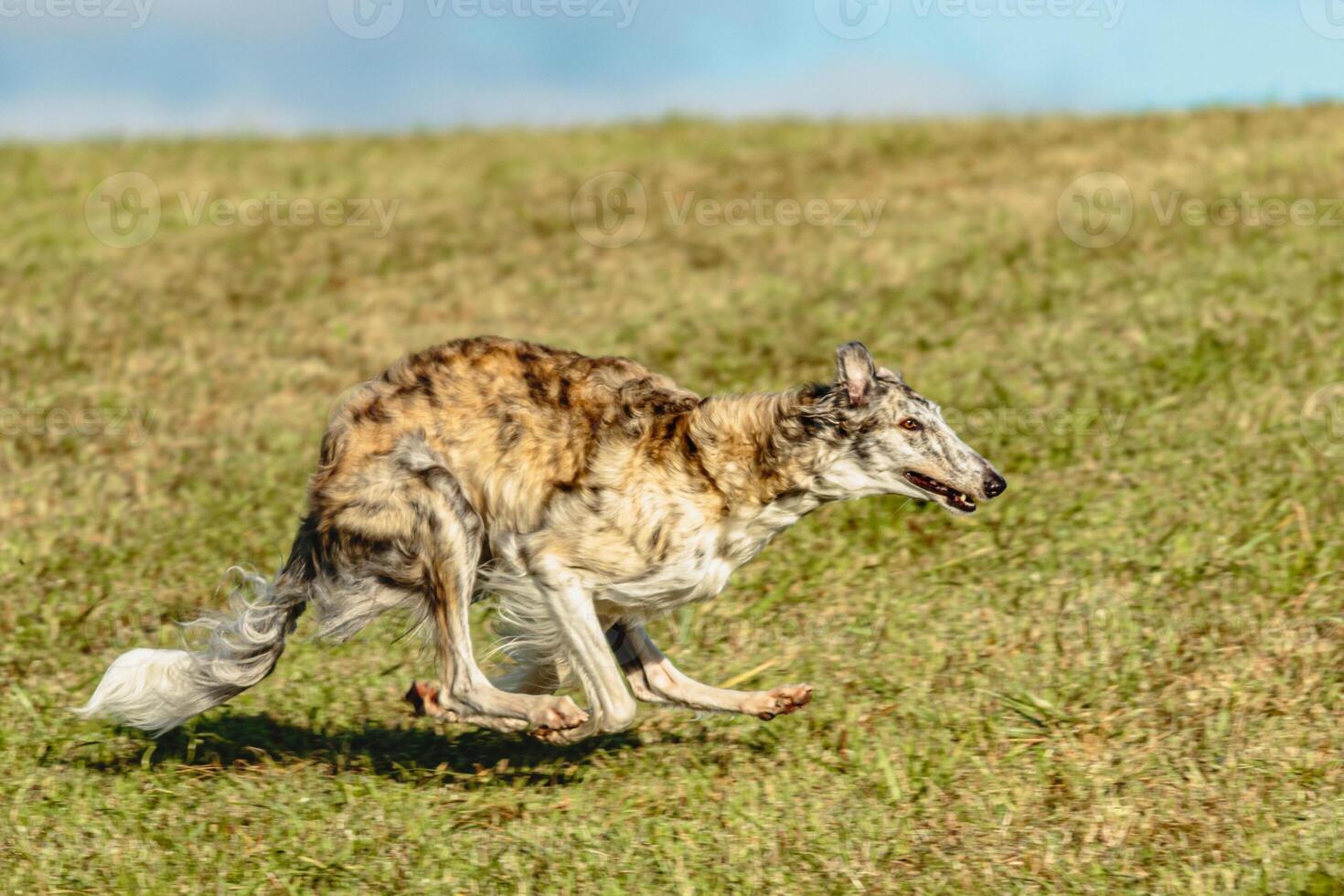 Borzoi dog running and chasing lure on field photo