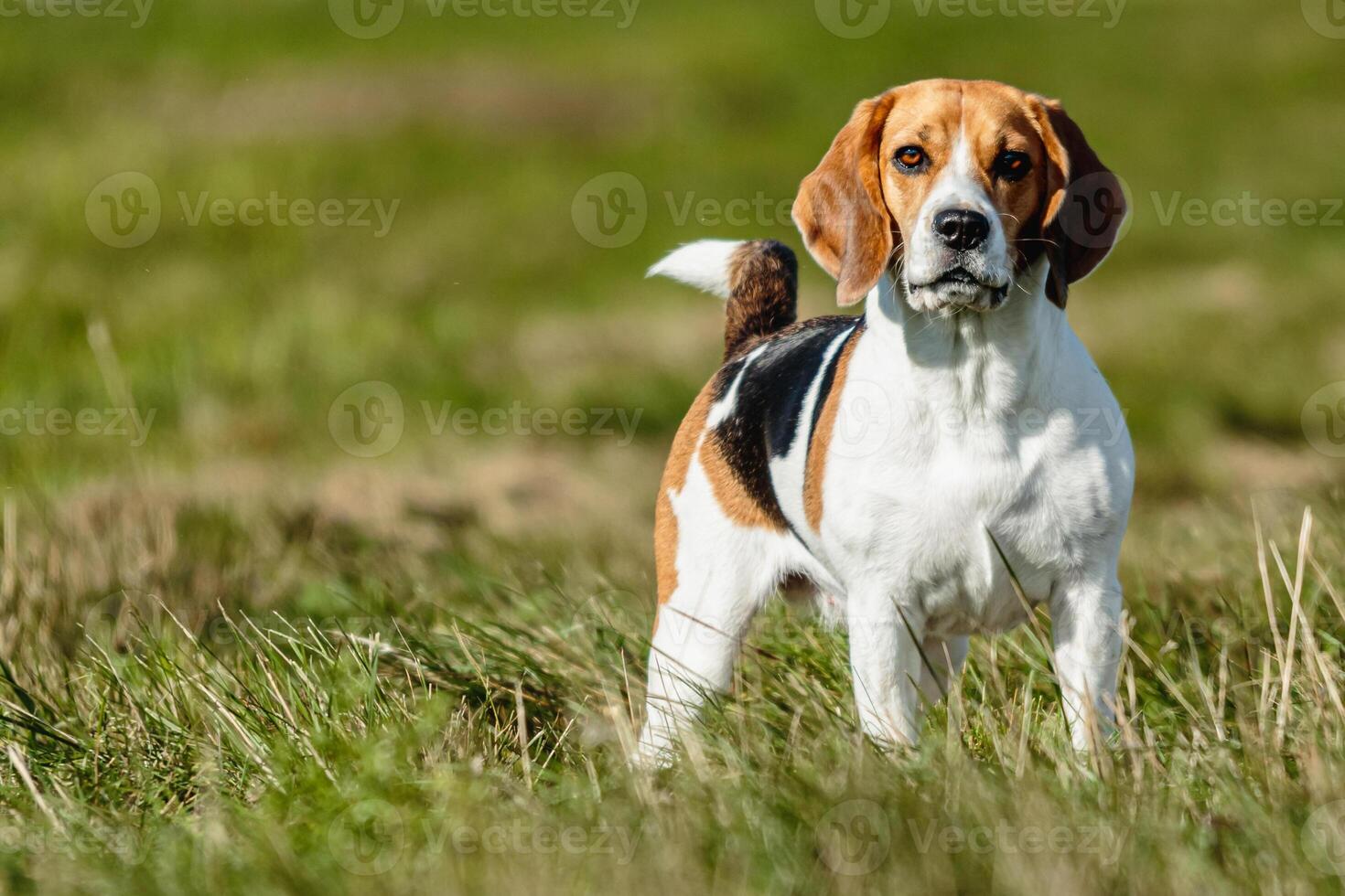 Dog running in the field on lure coursing competition photo