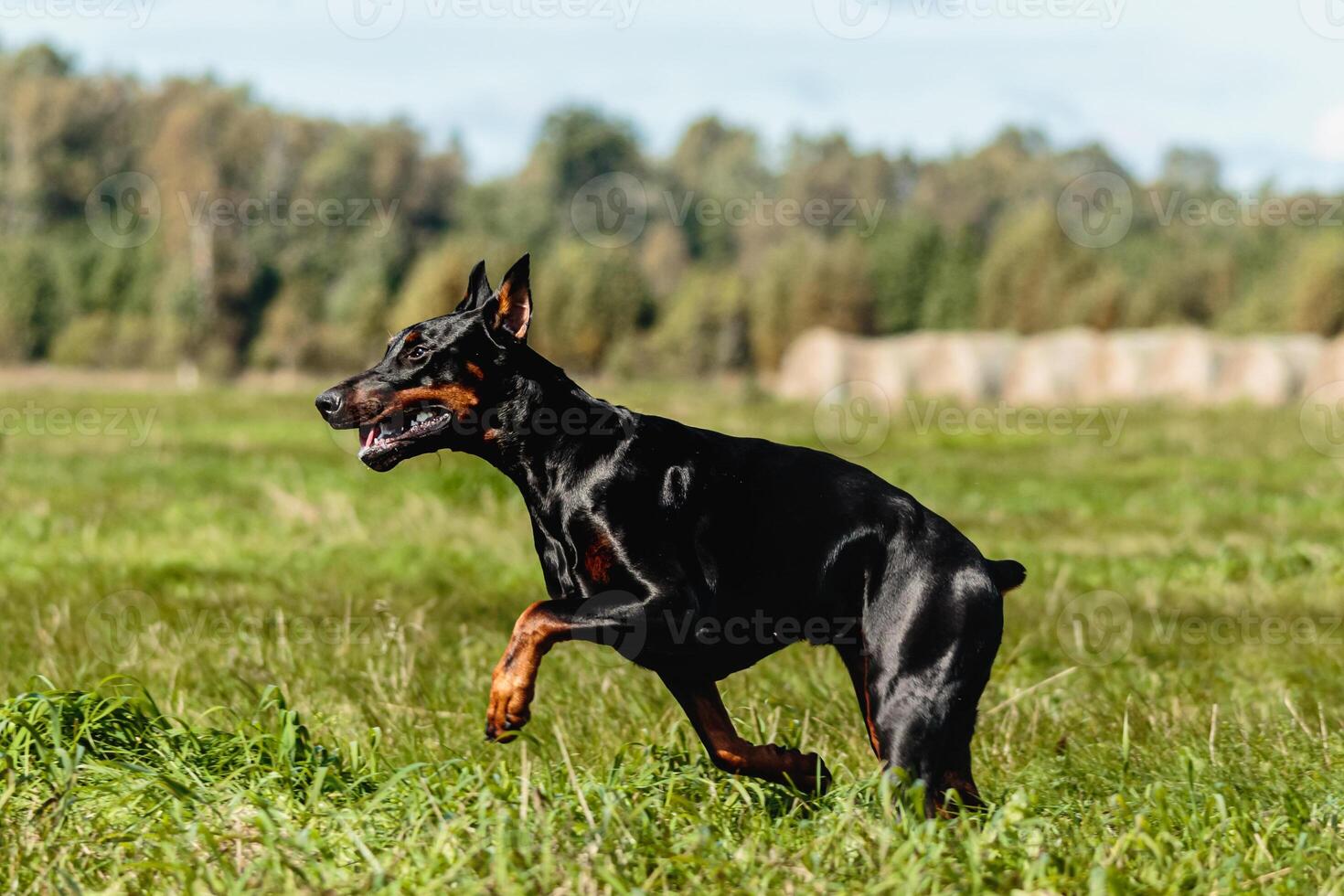 Dobermann running in the field on lure coursing competition photo