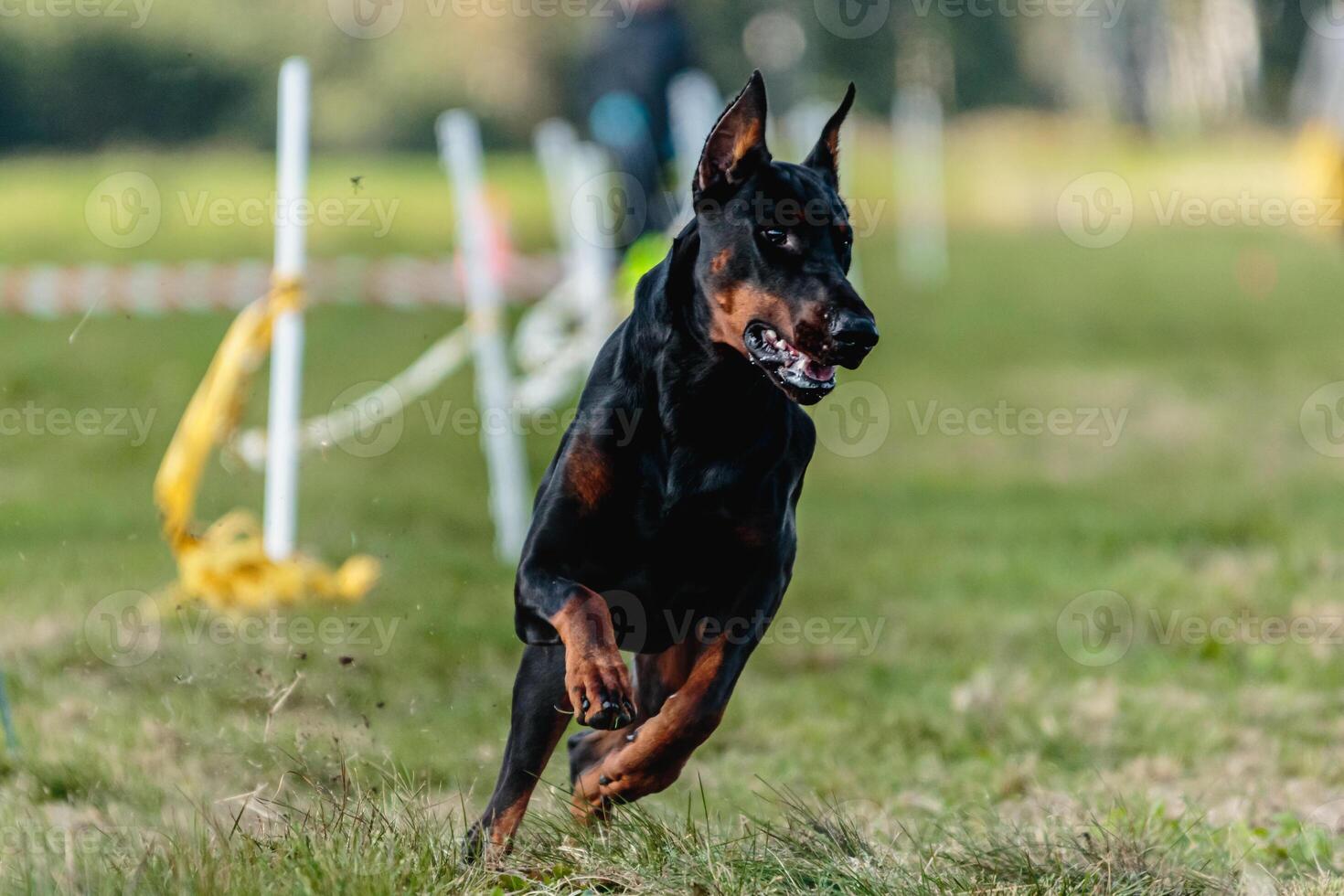 Dobermann running in the field on lure coursing competition photo