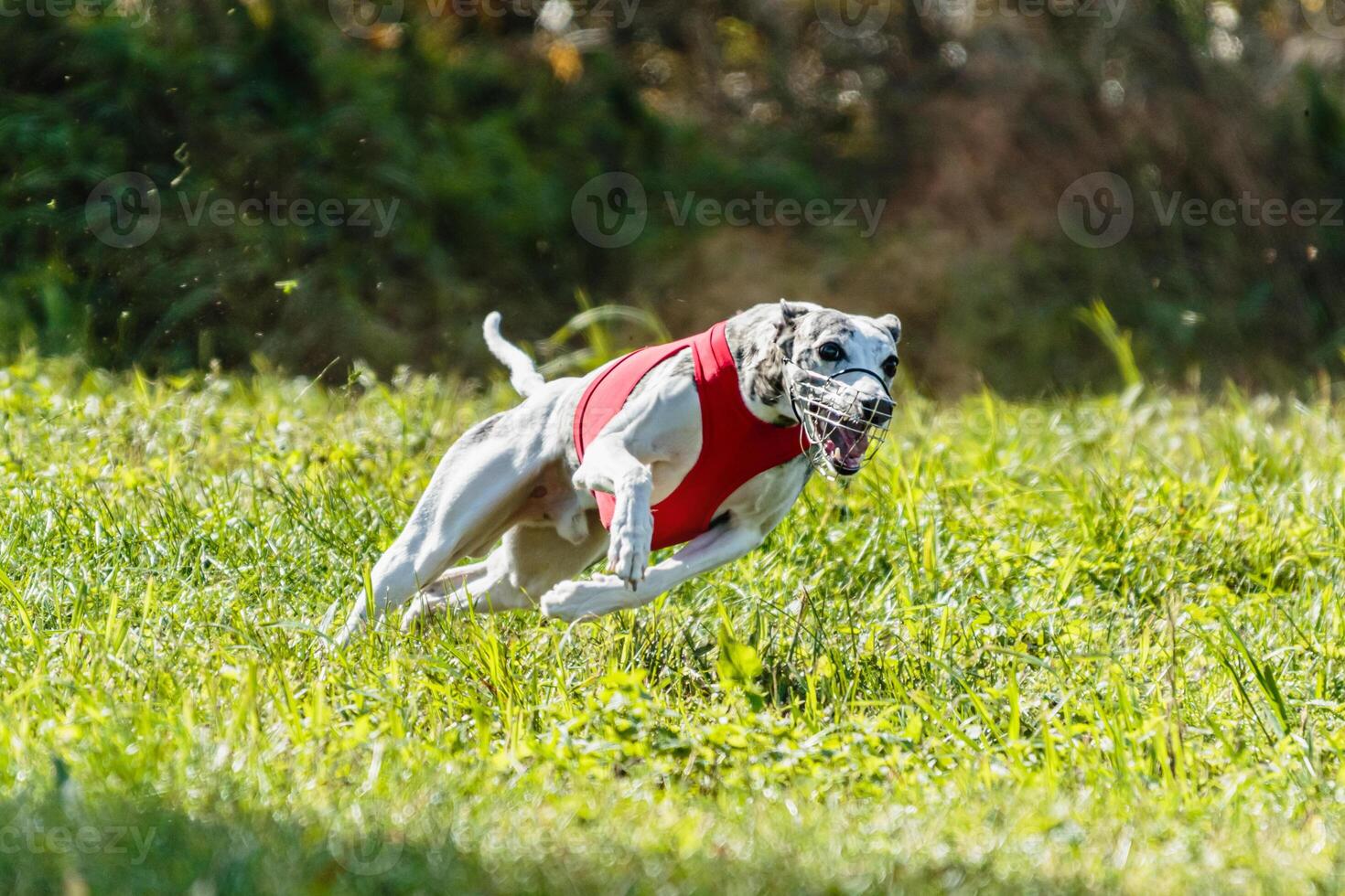 Whippet sprinter dog running and chasing on the field photo