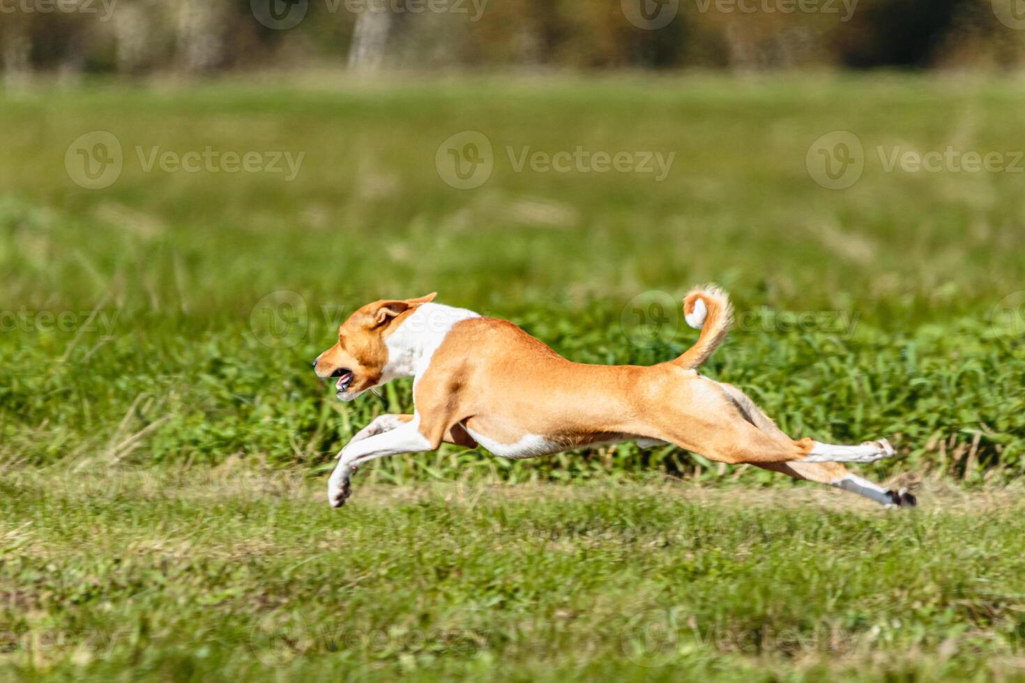 Basenji dog lure coursing competition on green field photo