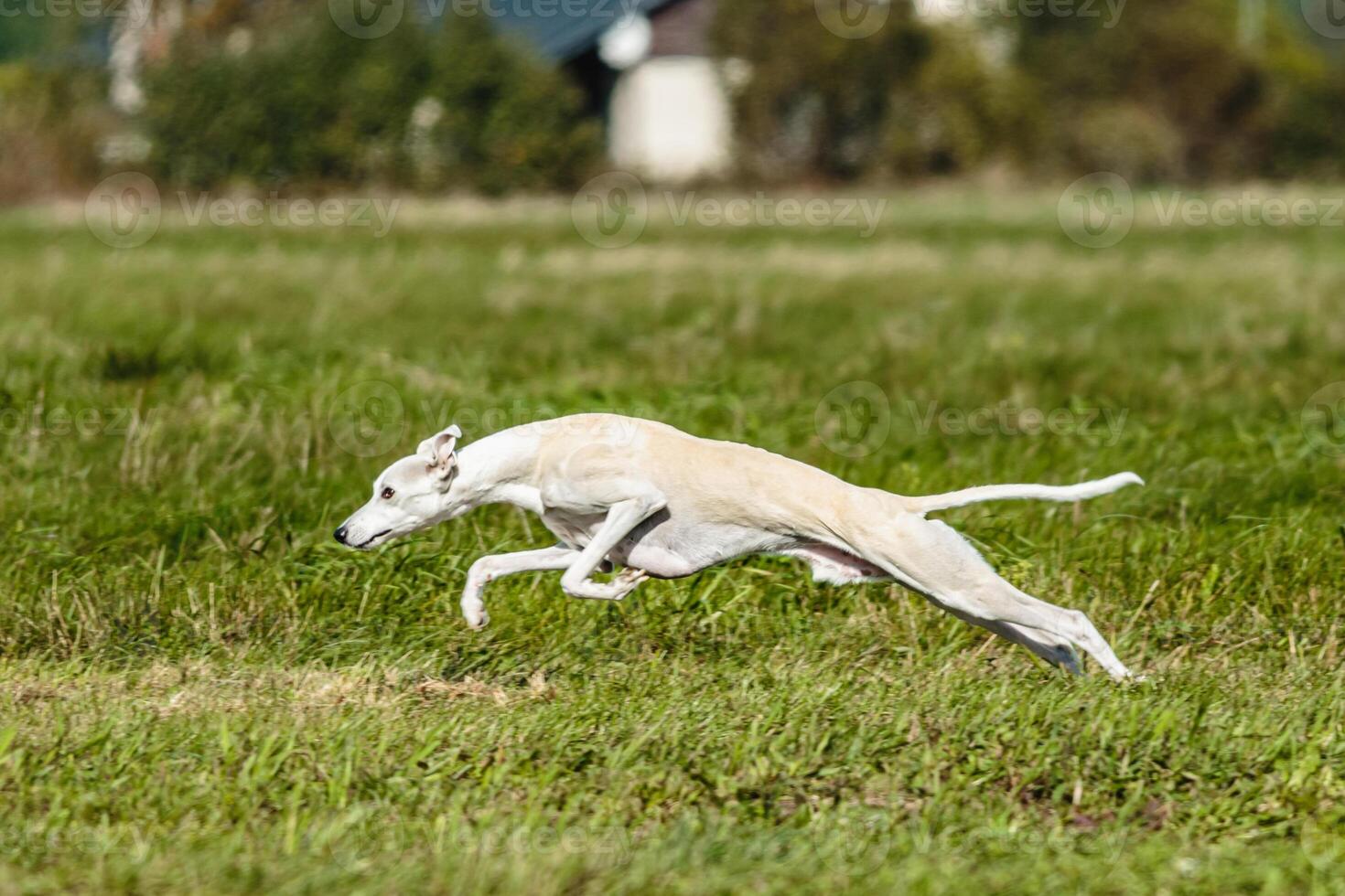Whippet sprinter dog running and chasing on the field photo