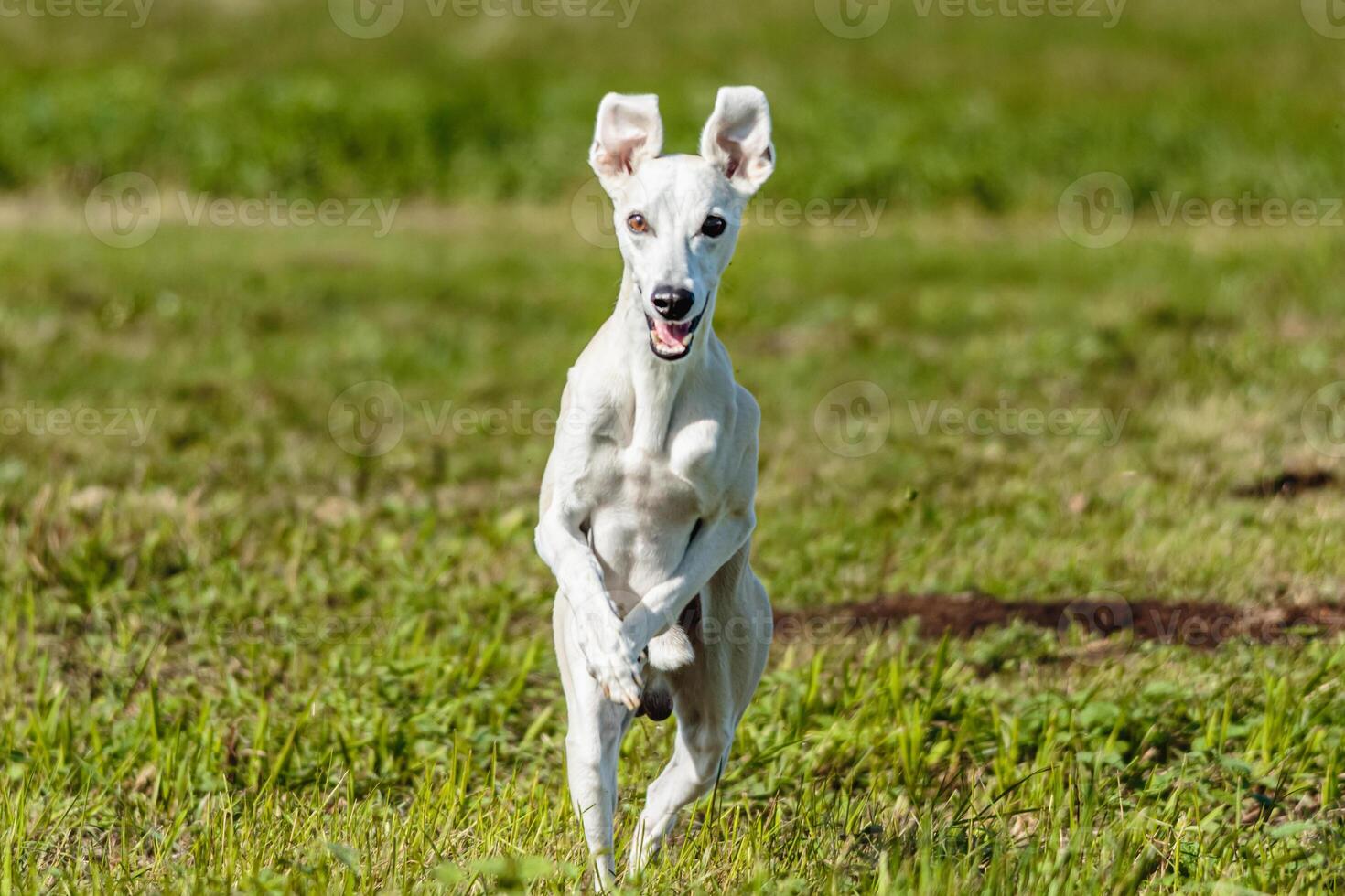 Whippet sprinter dog running and chasing on the field photo