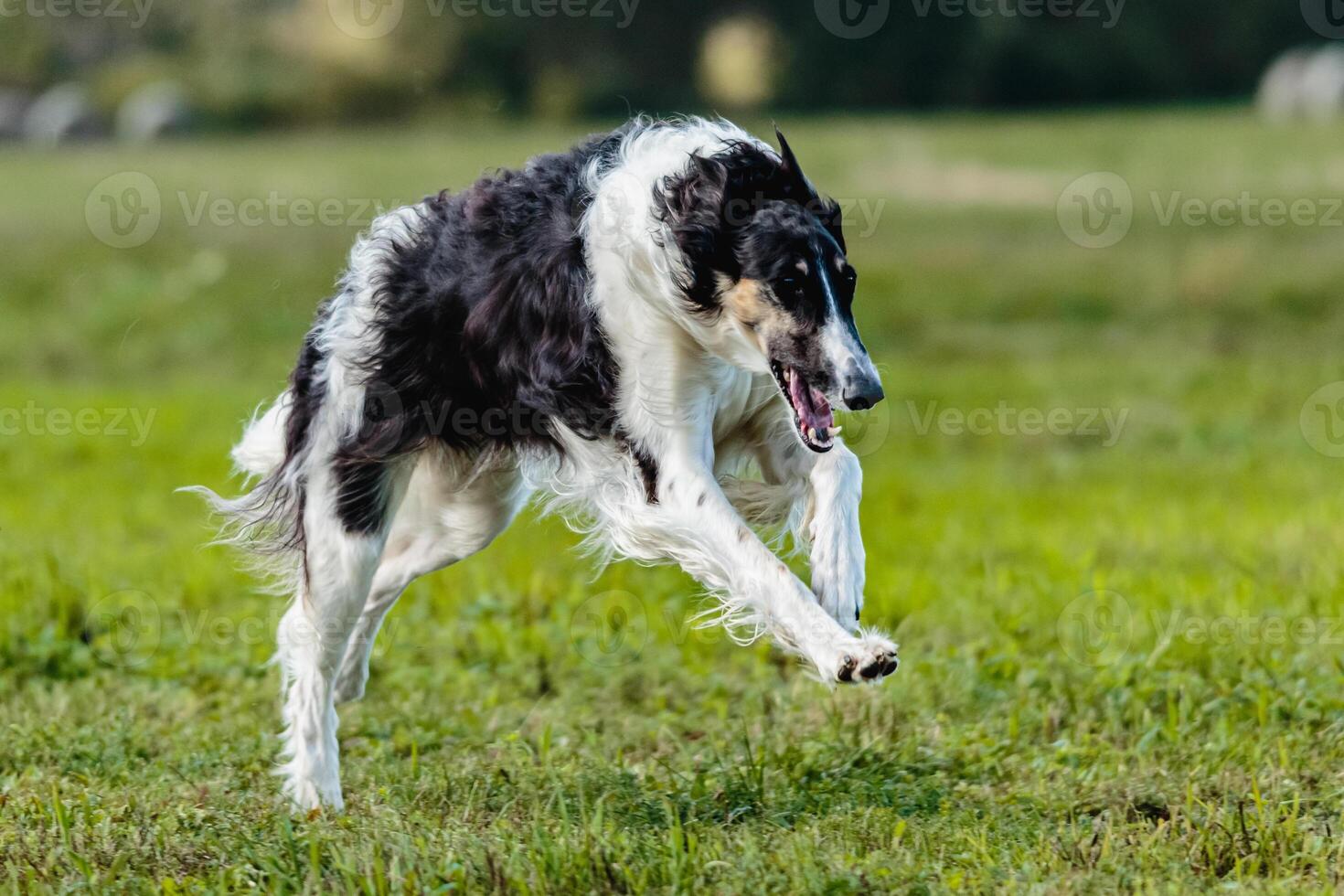 Borzoi dog running in the field on lure coursing competition photo