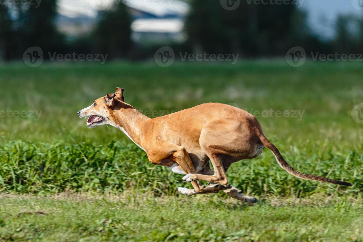 Greyhound dog running and chasing on the field photo