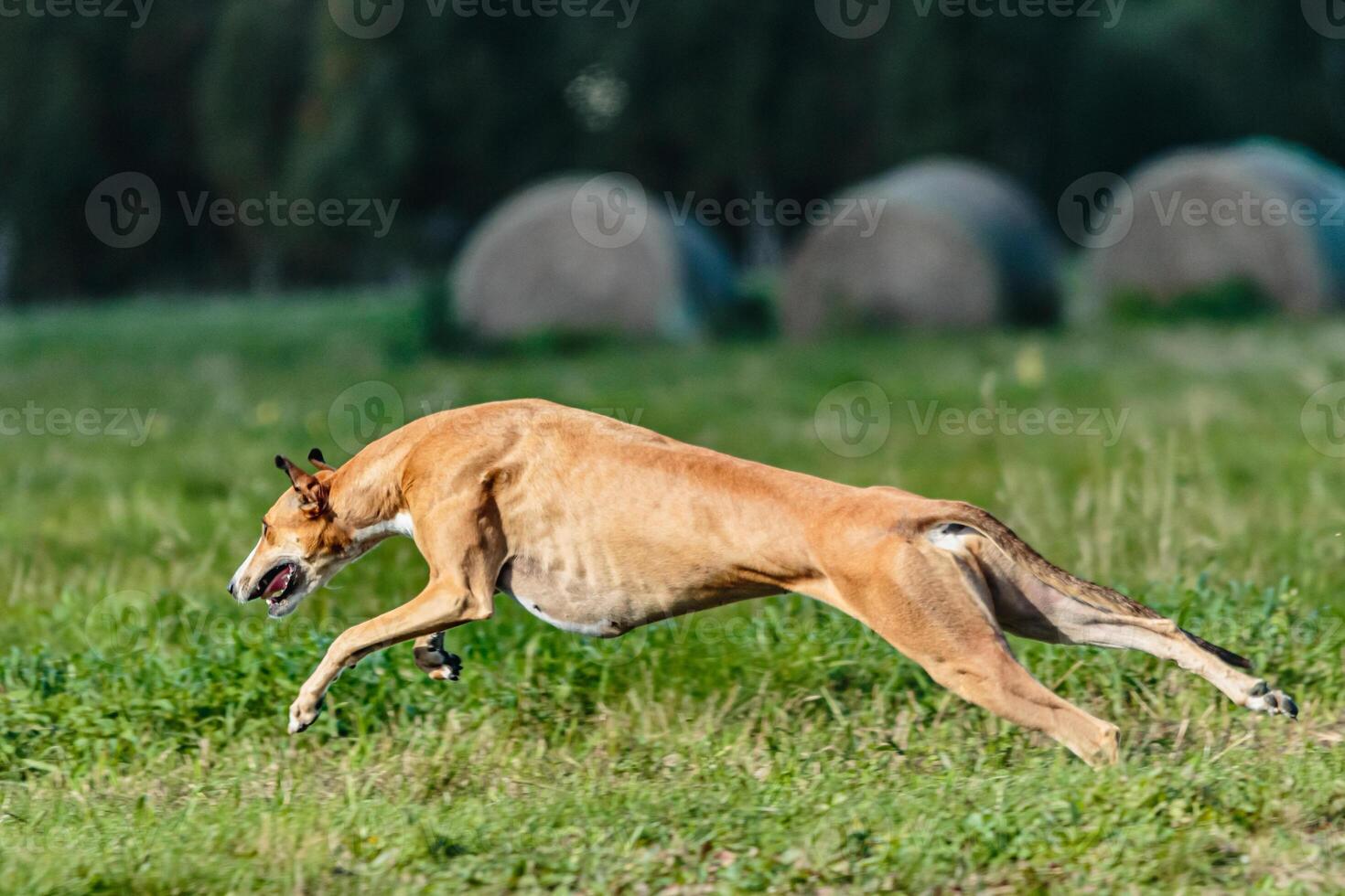 Greyhound dog running and chasing on the field photo