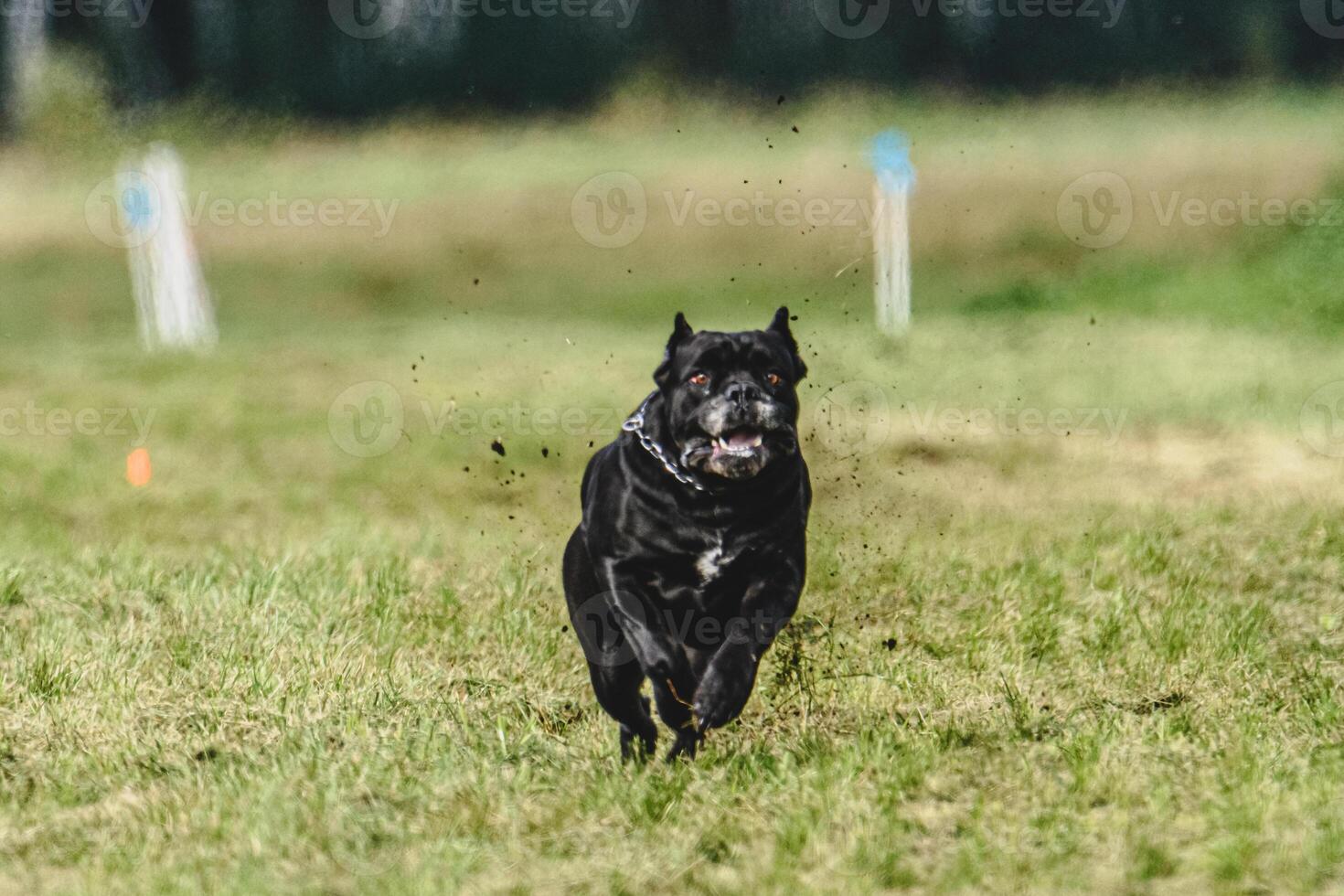 Cane corso dog running fast and chasing lure across green field at dog racing competion photo