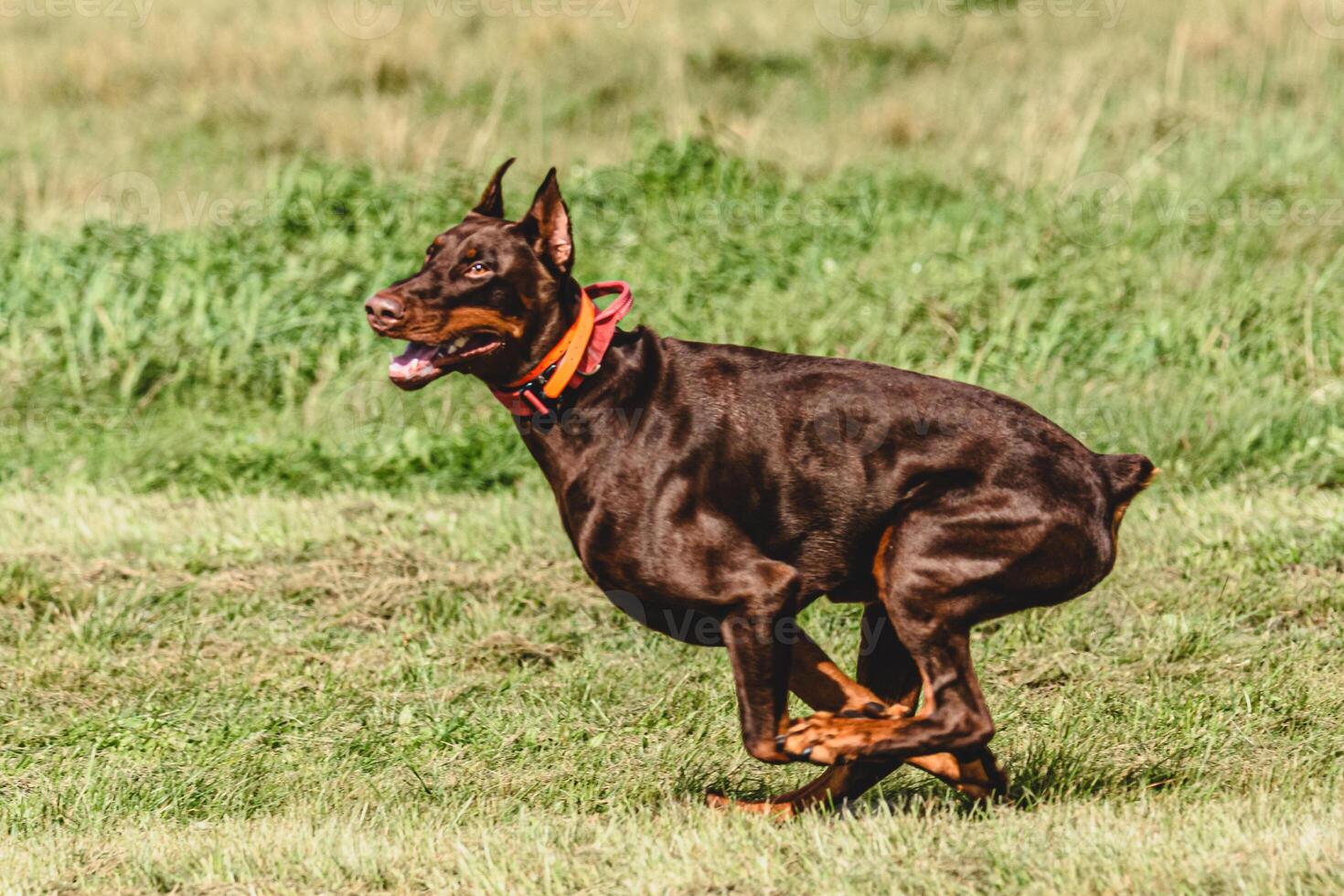 Dobermann dog lifted off the ground during the dog racing competition running straight into camera photo