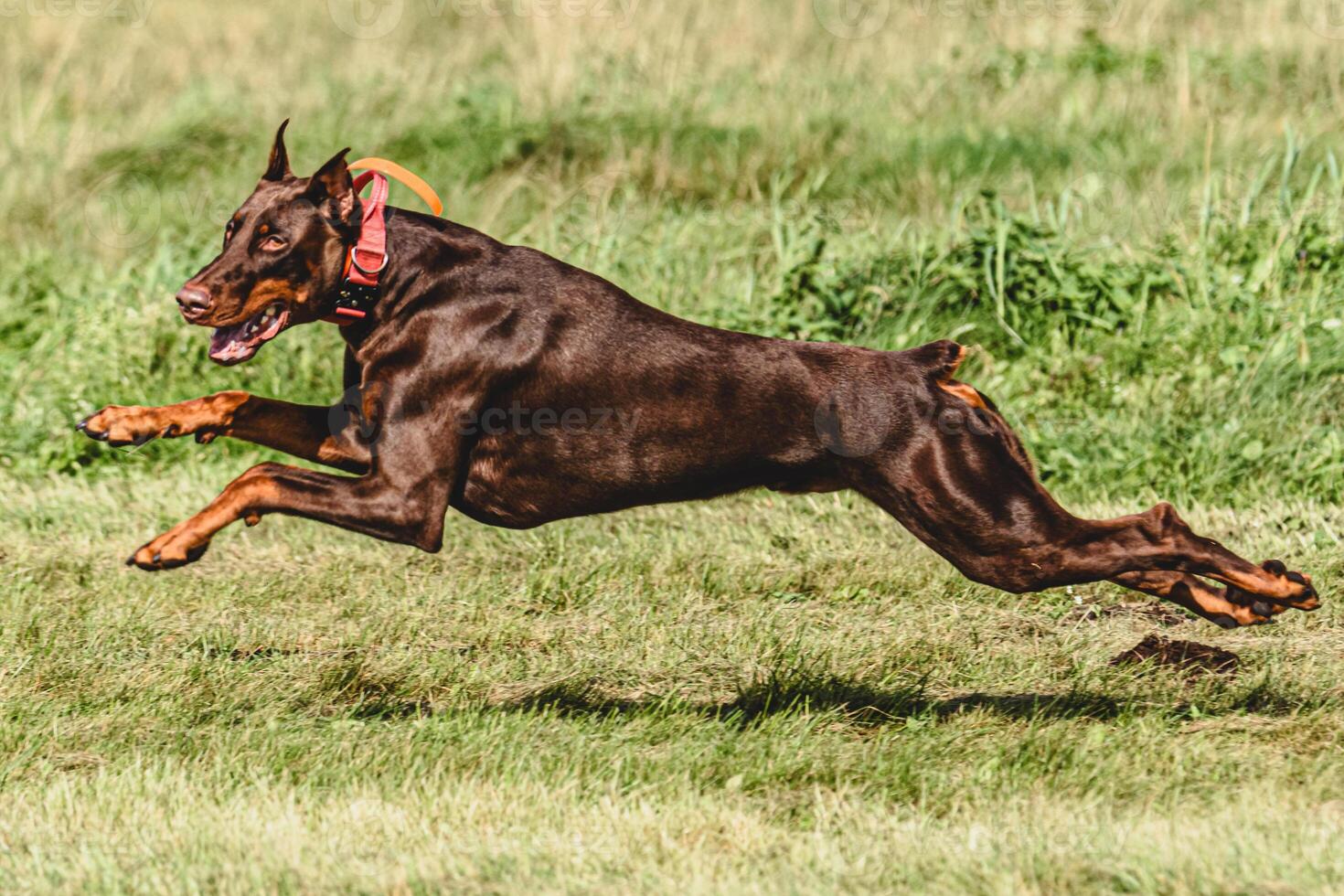 Dobermann dog lifted off the ground during the dog racing competition running straight into camera photo