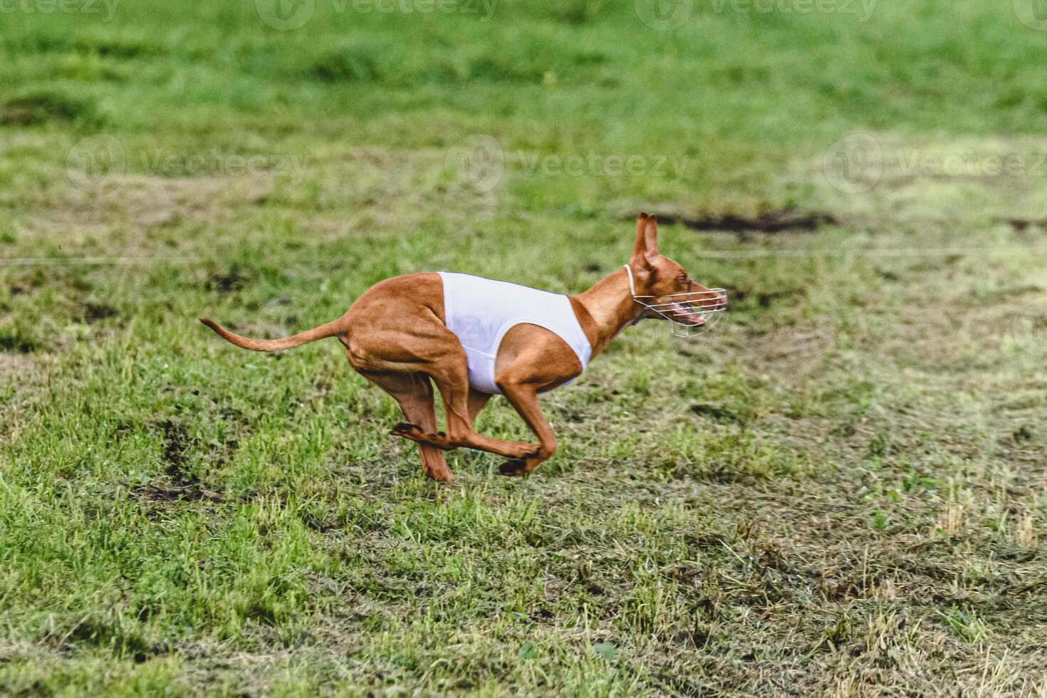 Cirneco dell etna dog running fast and chasing lure across green field at dog racing competion photo