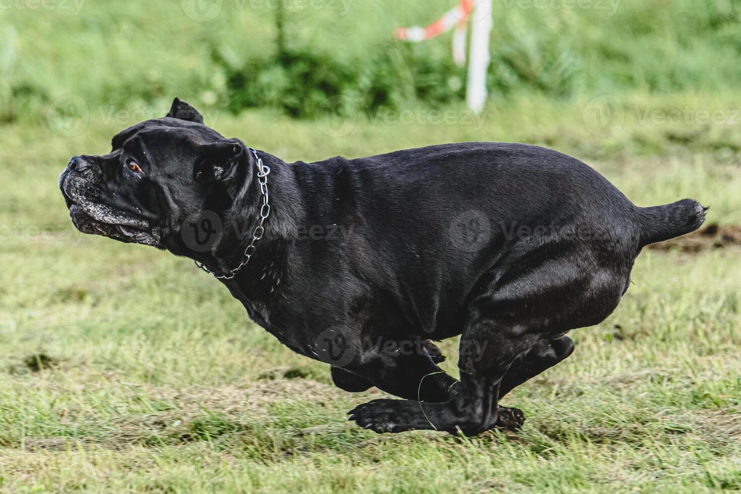 Cane corso dog running fast and chasing lure across green field at dog racing competion photo