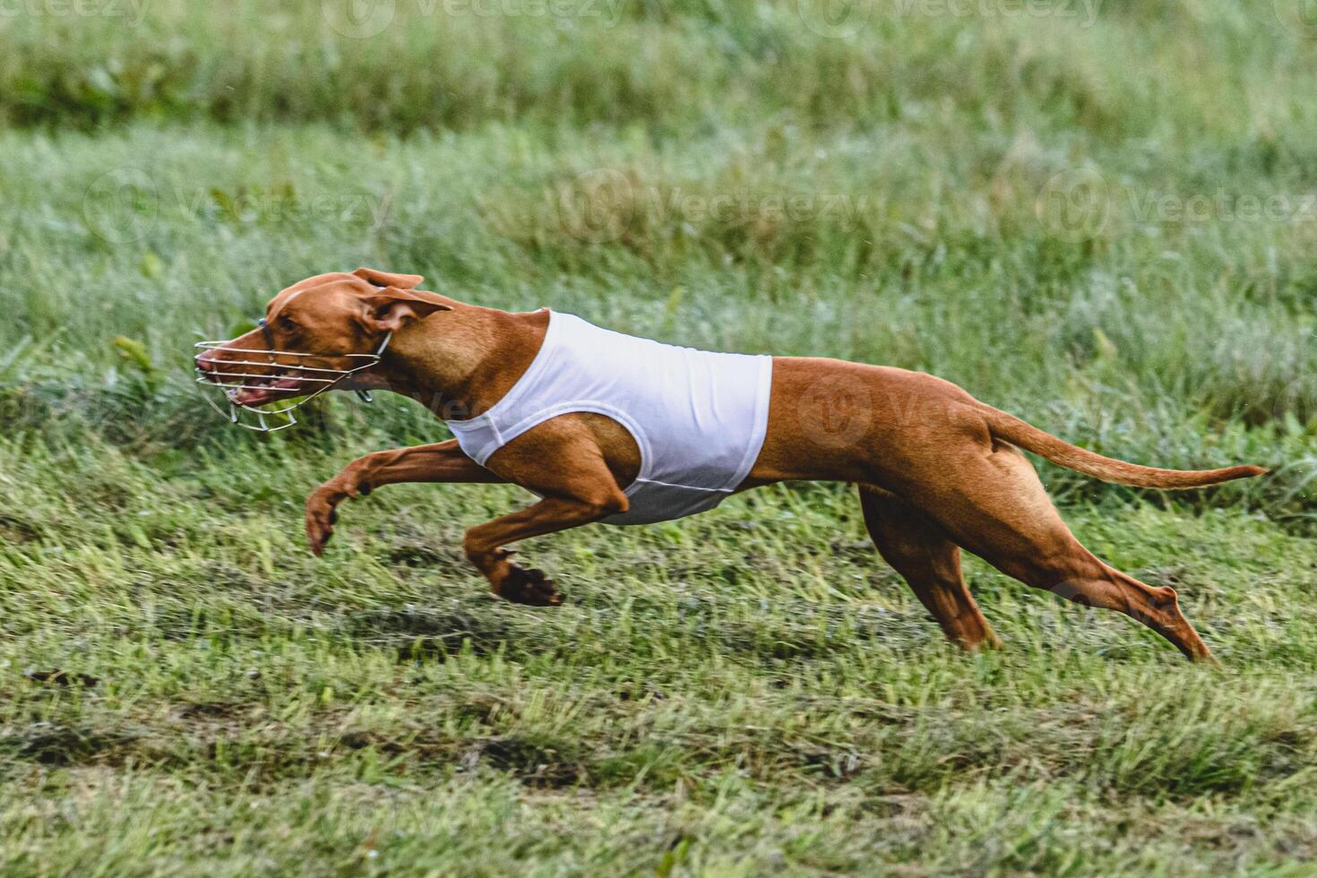 Cirneco dell etna dog running fast and chasing lure across green field at dog racing competion photo