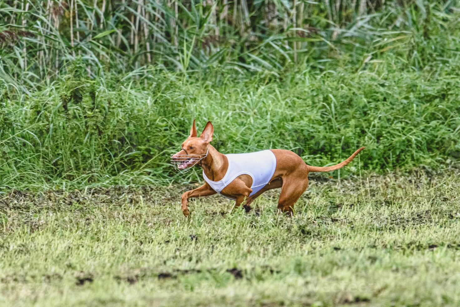 Cirneco dell etna dog running fast and chasing lure across green field at dog racing competion photo