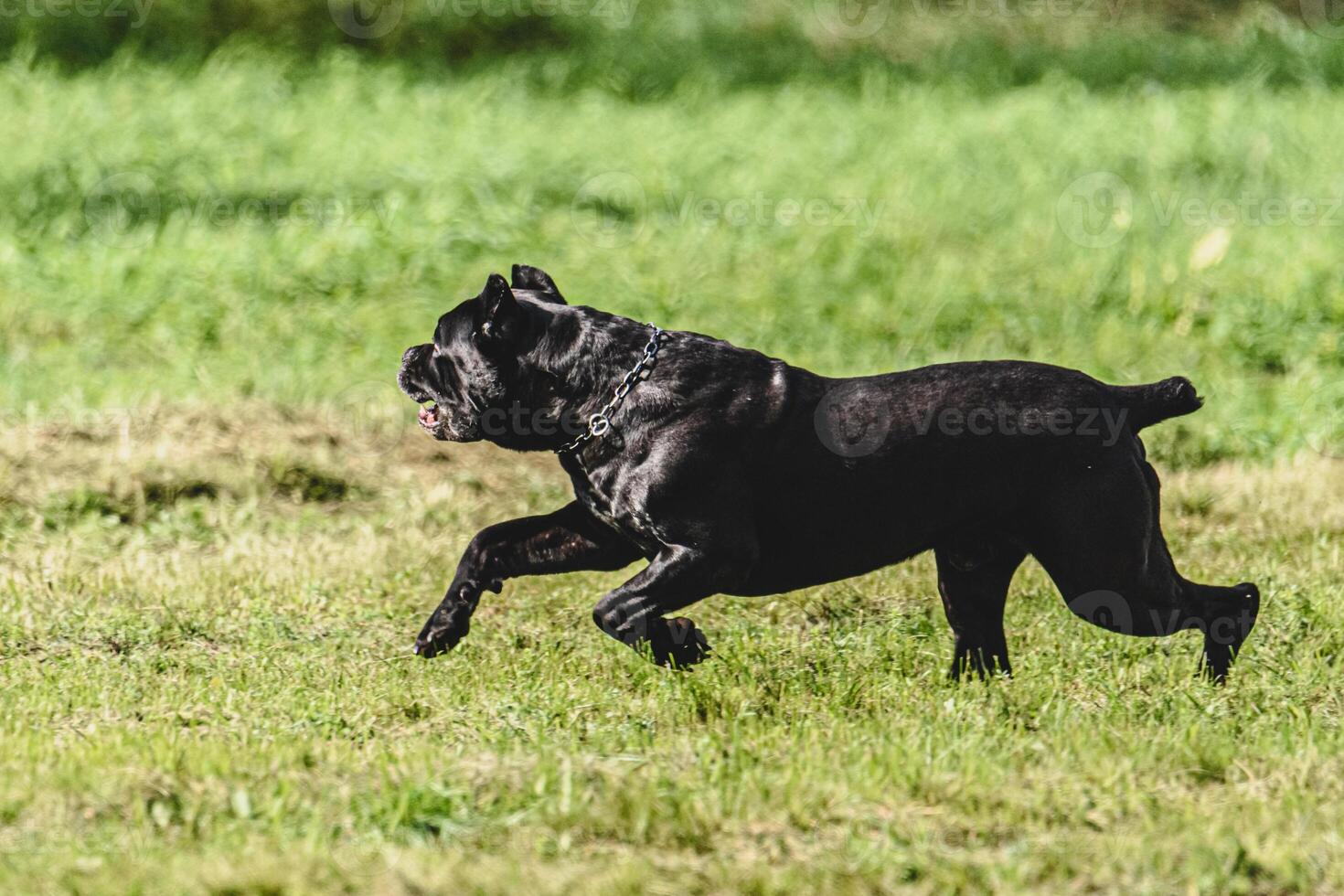 Cane corso dog running fast and chasing lure across green field at dog racing competion photo