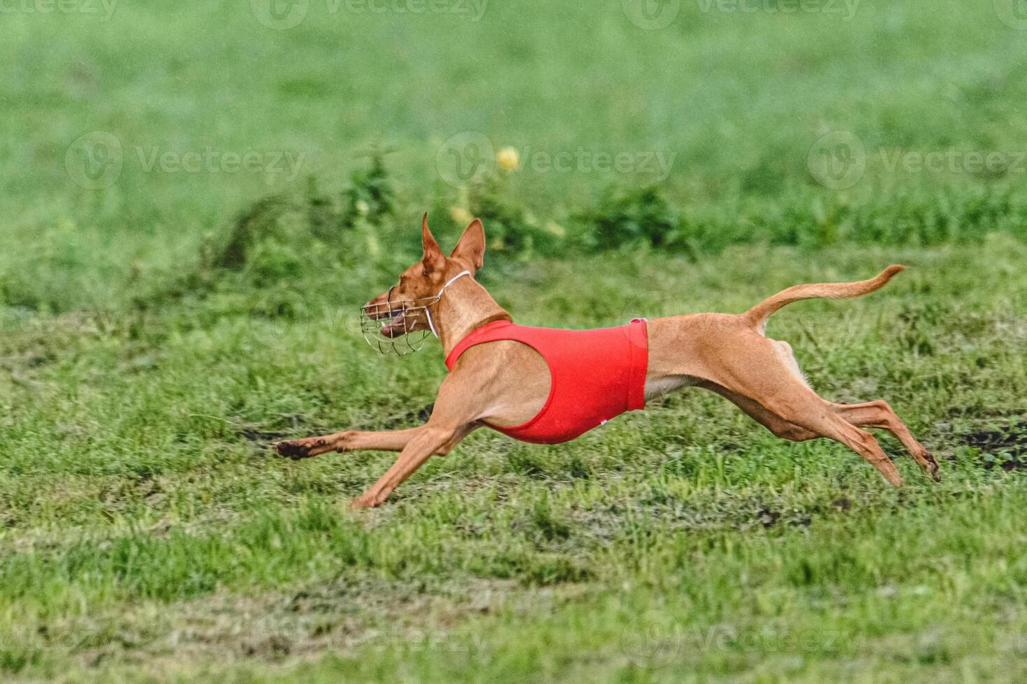 Cirneco dell etna dog running fast and chasing lure across green field at dog racing competion photo