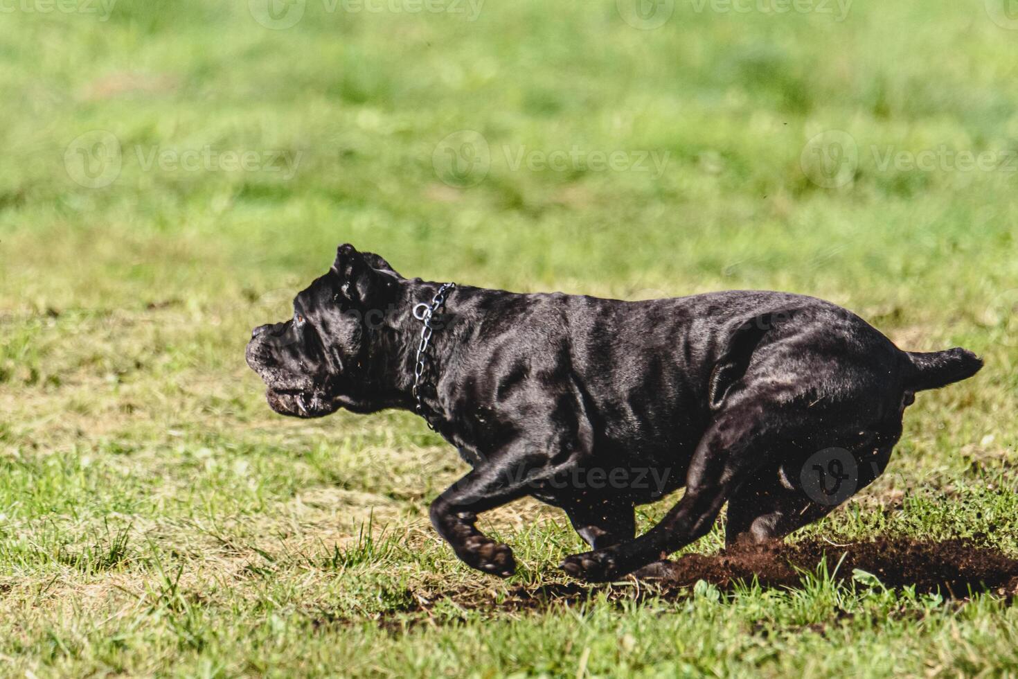 Cane corso dog running fast and chasing lure across green field at dog racing competion photo