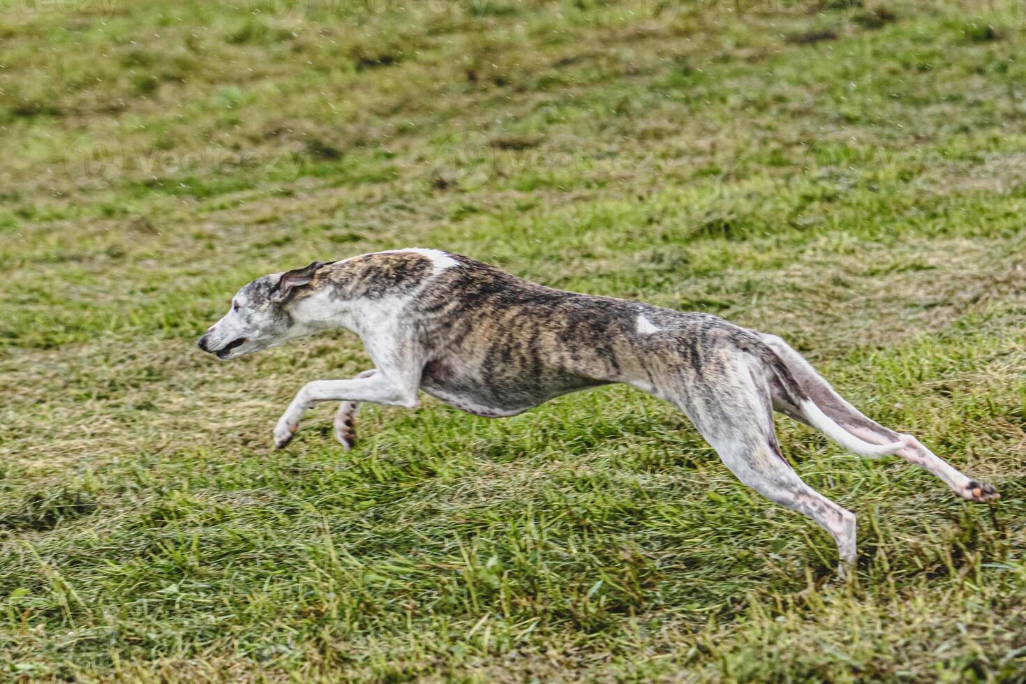 Whippet dog running fast and chasing lure across green field at dog racing competion photo
