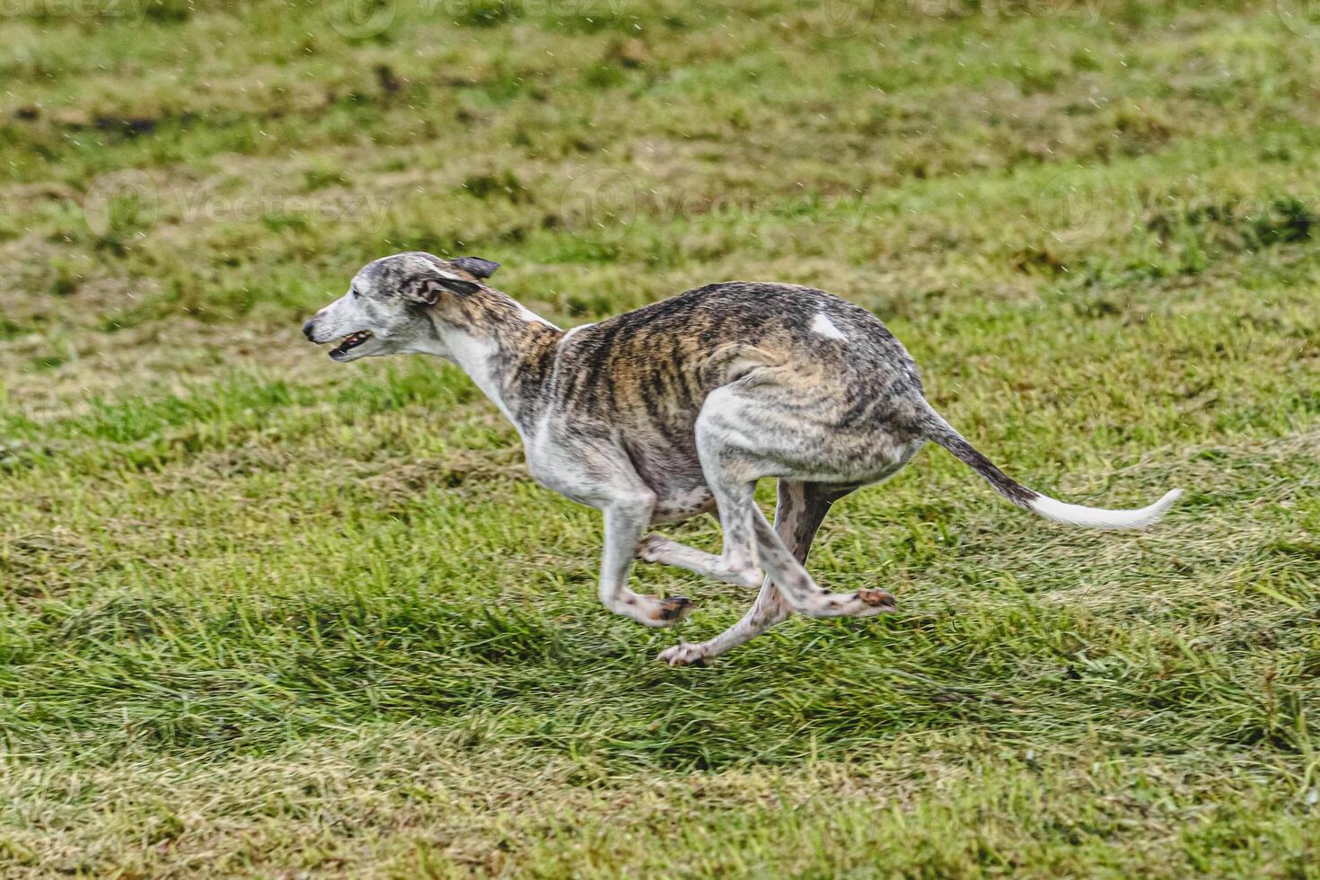 Whippet dog running fast and chasing lure across green field at dog racing competion photo