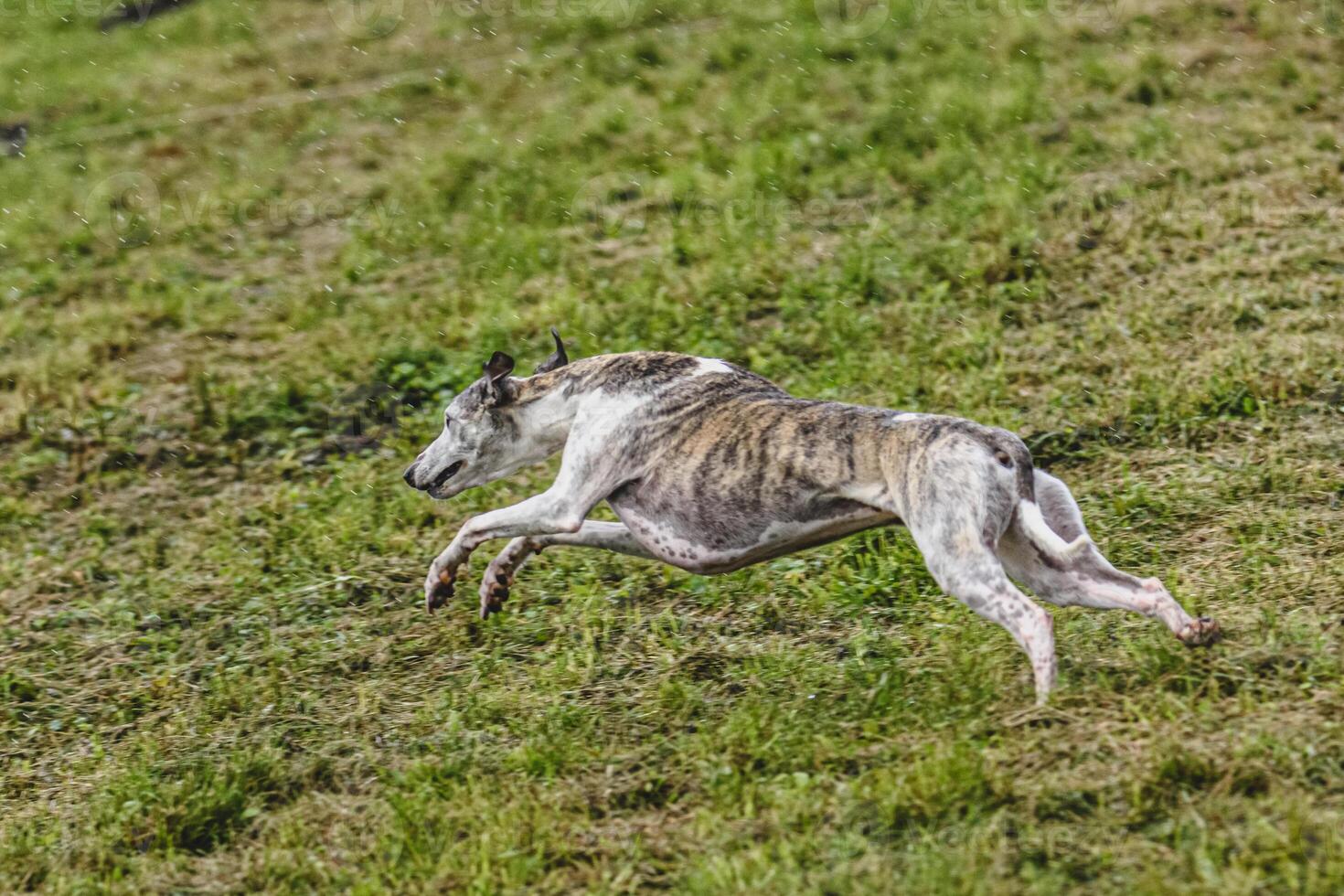 Whippet dog running fast and chasing lure across green field at dog racing competion photo