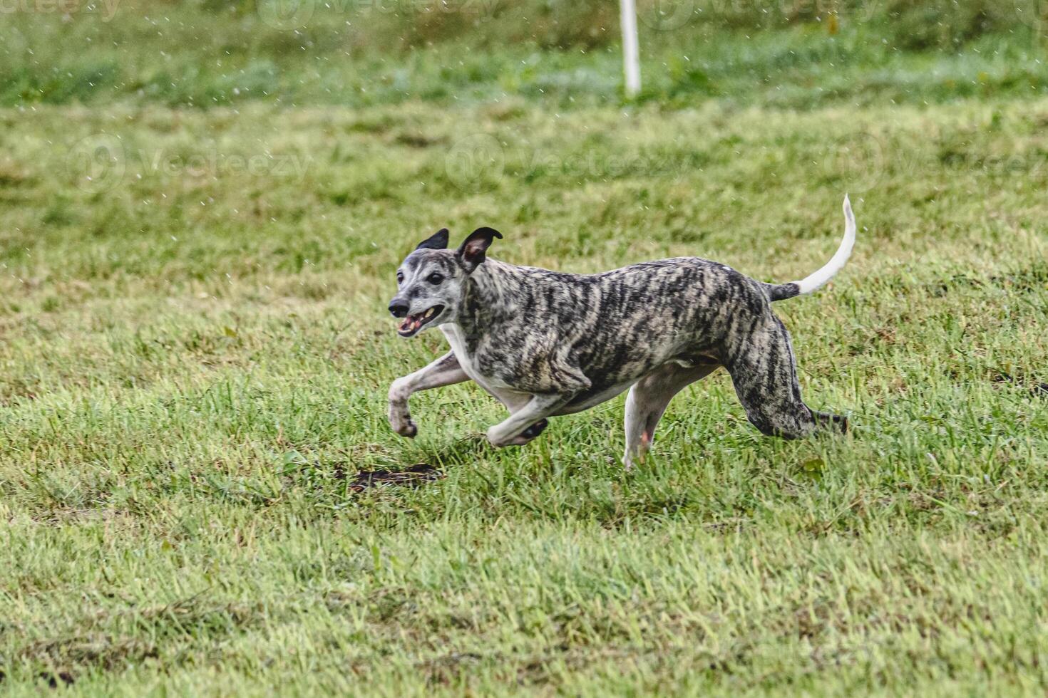 Whippet dog running fast and chasing lure across green field at dog racing competion photo