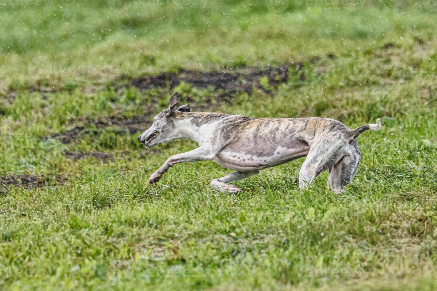 Whippet dog running fast and chasing lure across green field at dog racing competion photo