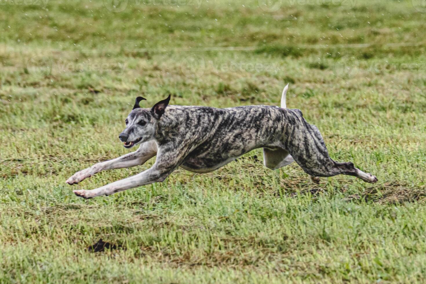 Whippet dog running fast and chasing lure across green field at dog racing competion photo