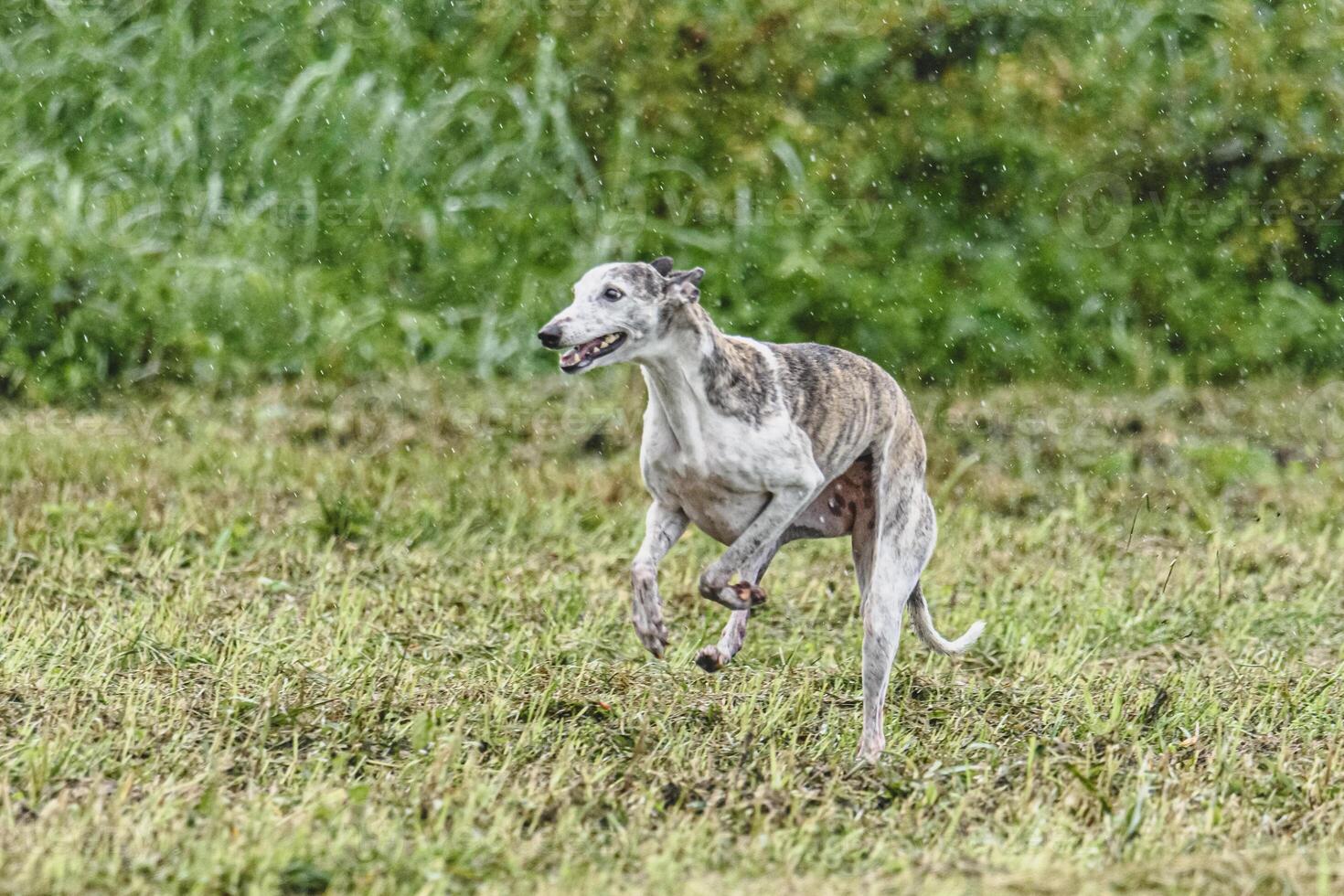 Whippet dog running fast and chasing lure across green field at dog racing competion photo